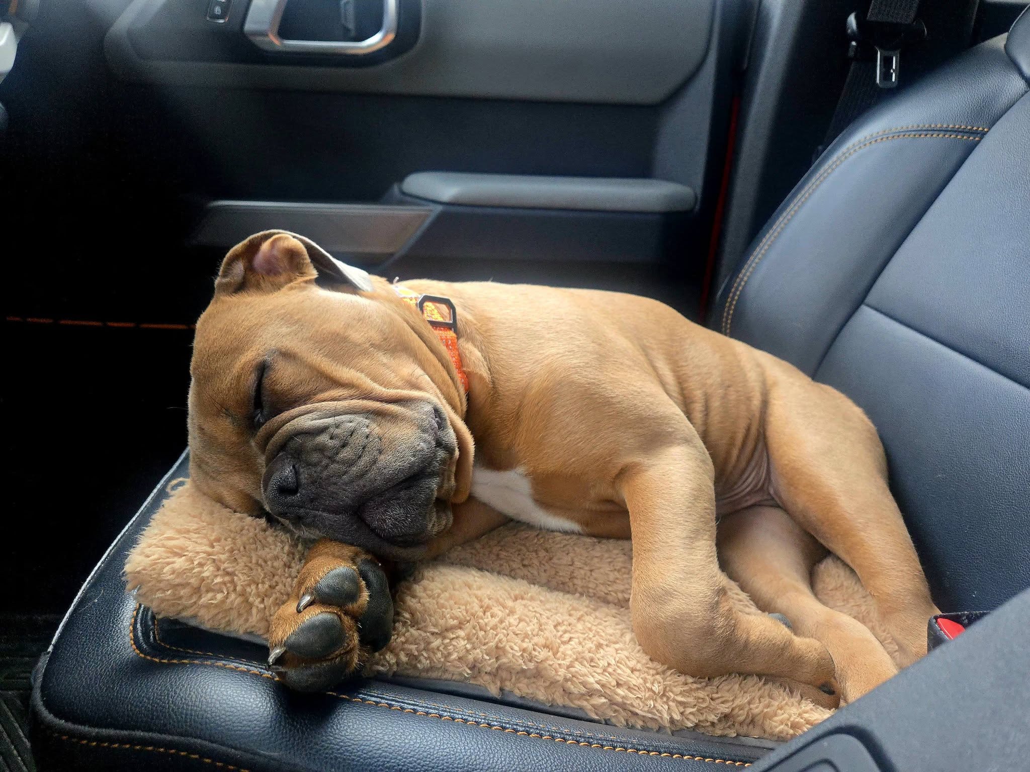 2dogges petsitting Gorham