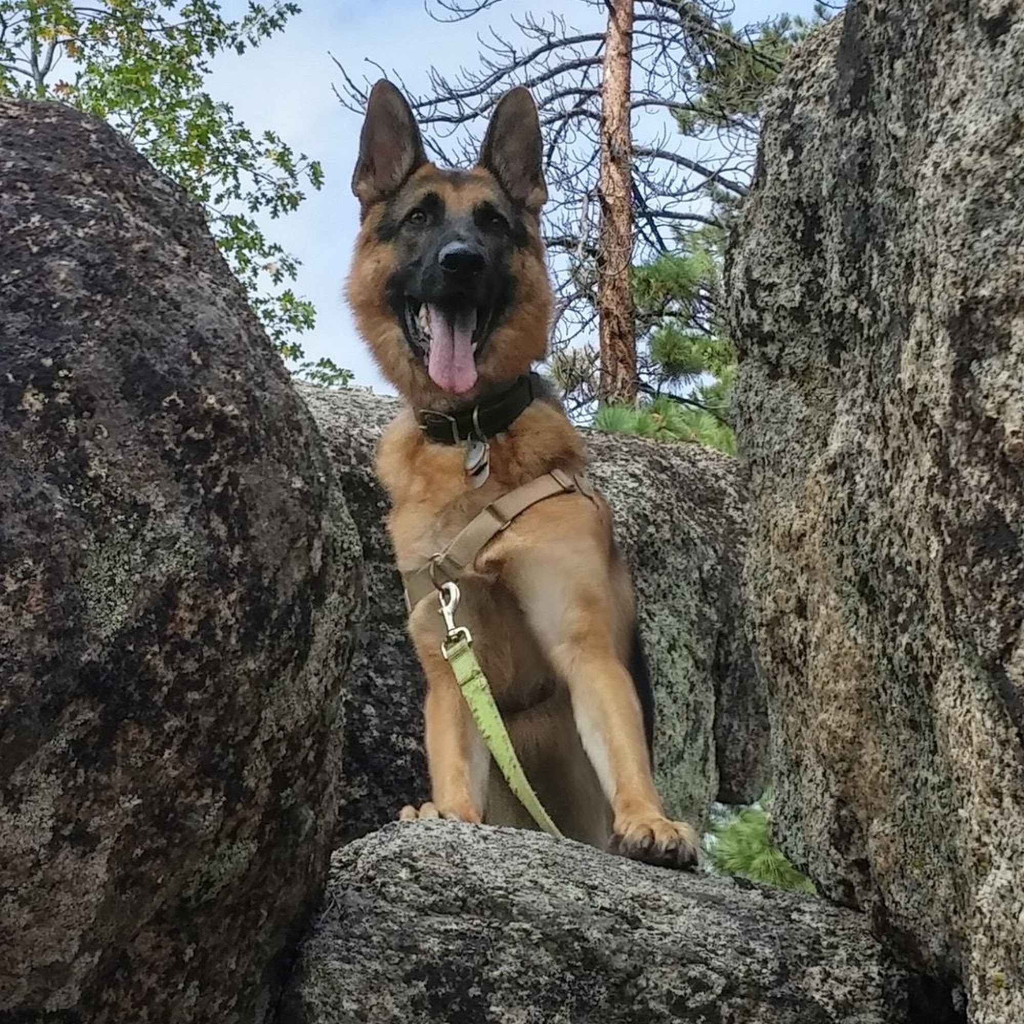 The Timeless Dog, LLC