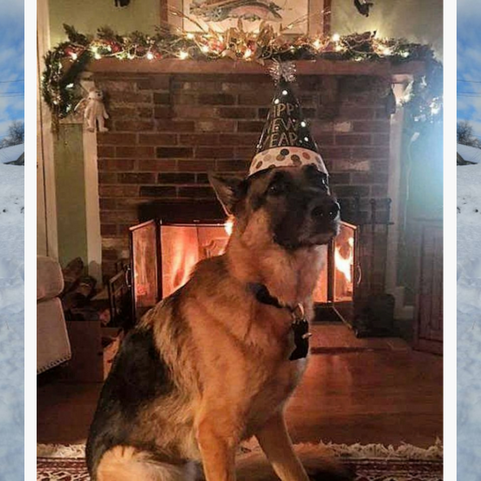 The Timeless Dog, LLC Gorham