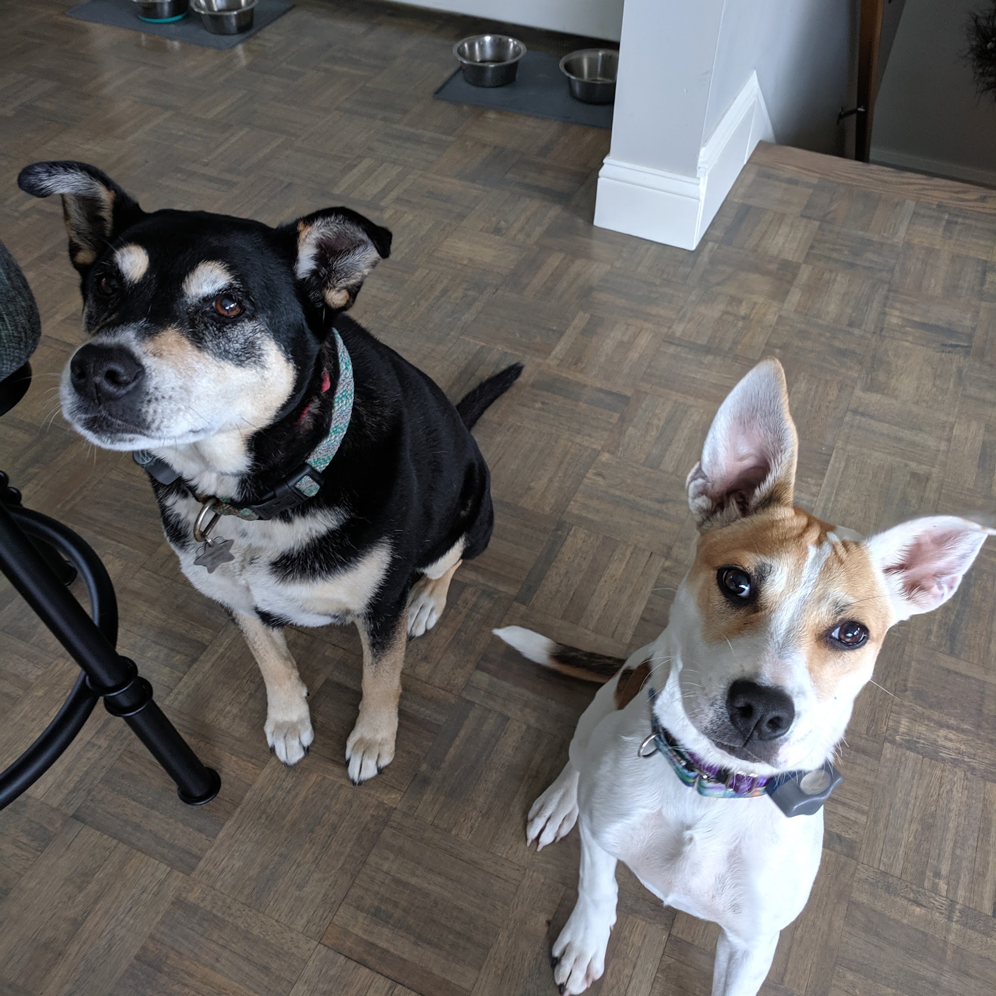 Health & Wellness Animal Hospital Hampton Falls