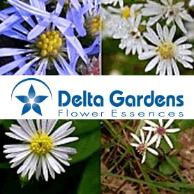 Delta Gardens Flower Essences