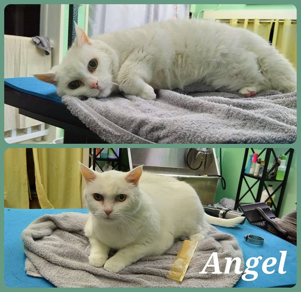 The Beauty Pawlor Hampton