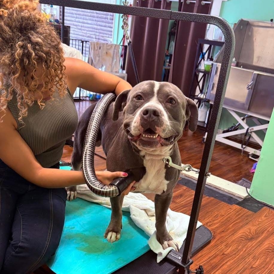 The Beauty Pawlor Hampton