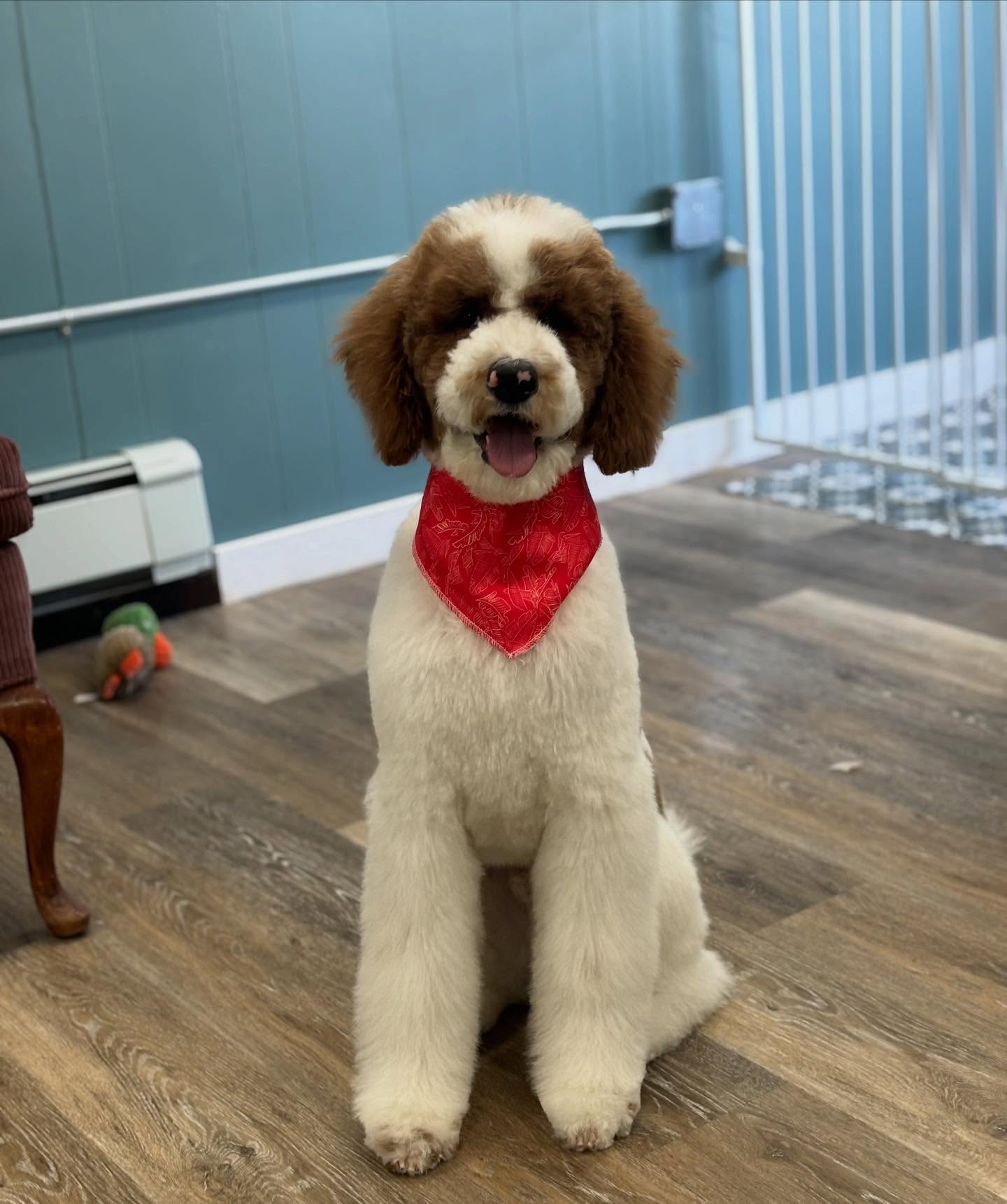 Adelaide's Haven - A Pet Spa Hampton