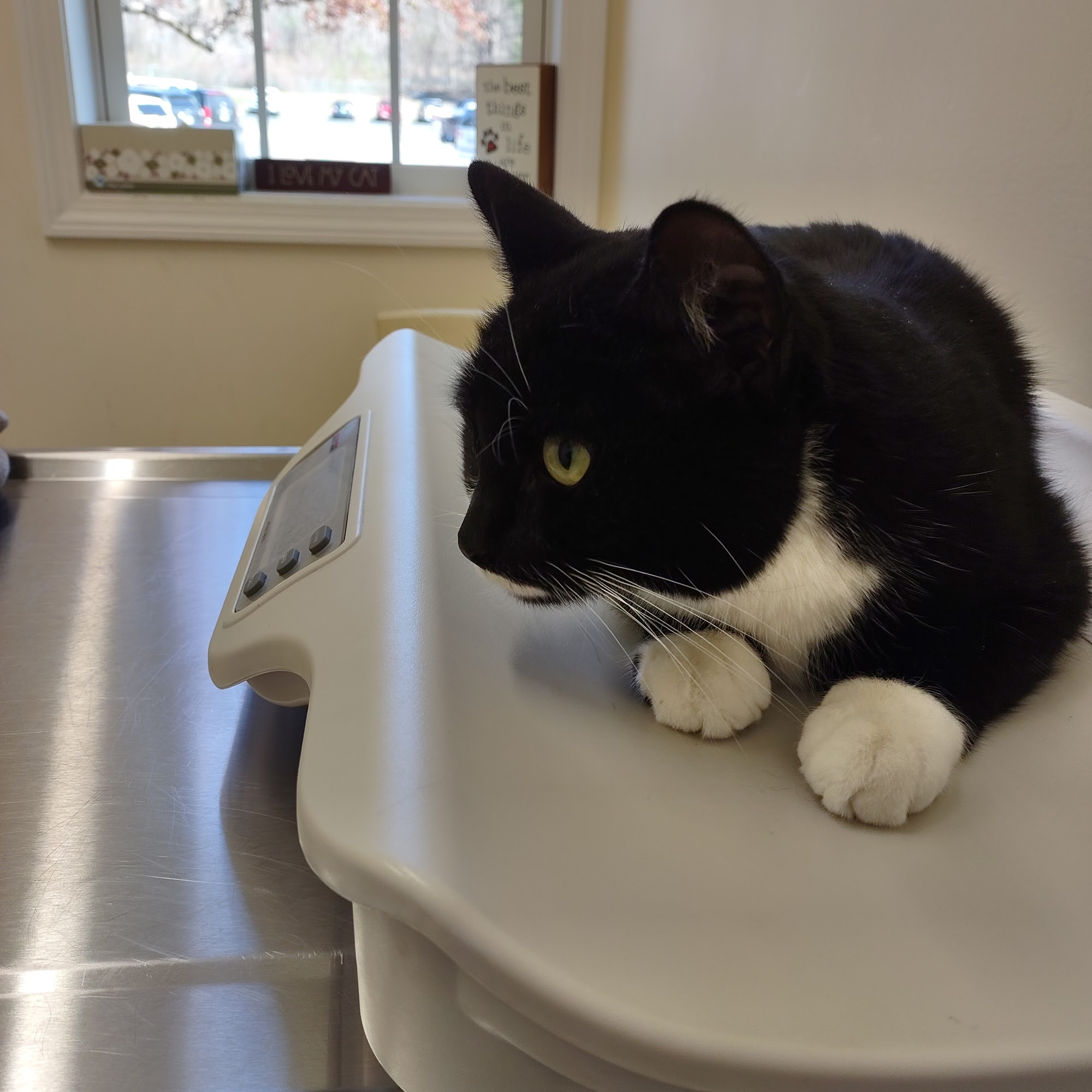 Henniker Veterinary Hospital Henniker