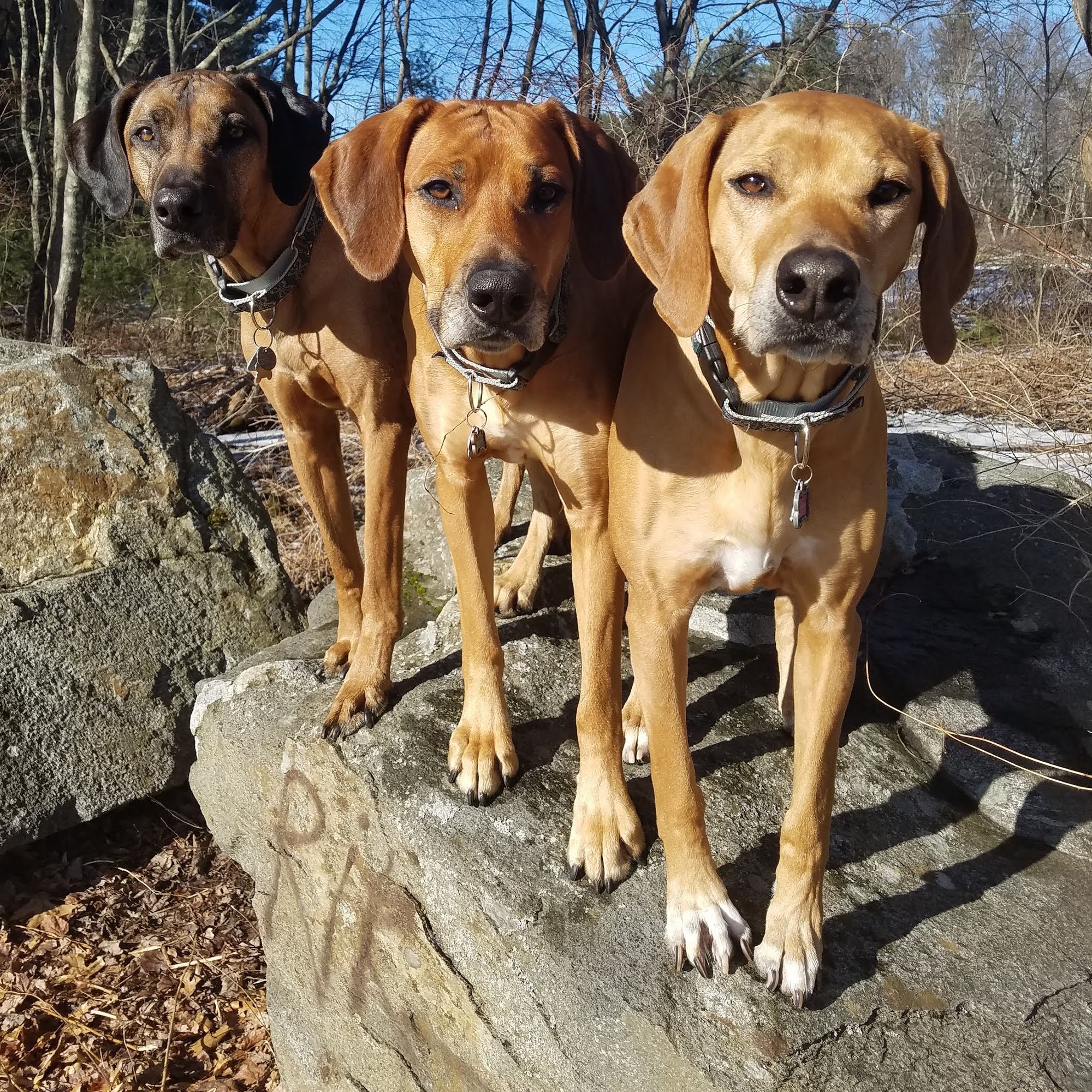 Hollis Veterinary Hospital Hollis