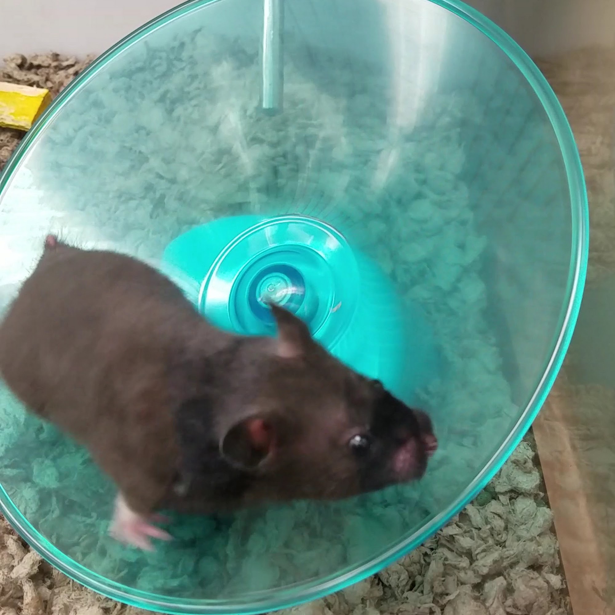 Petco Hooksett