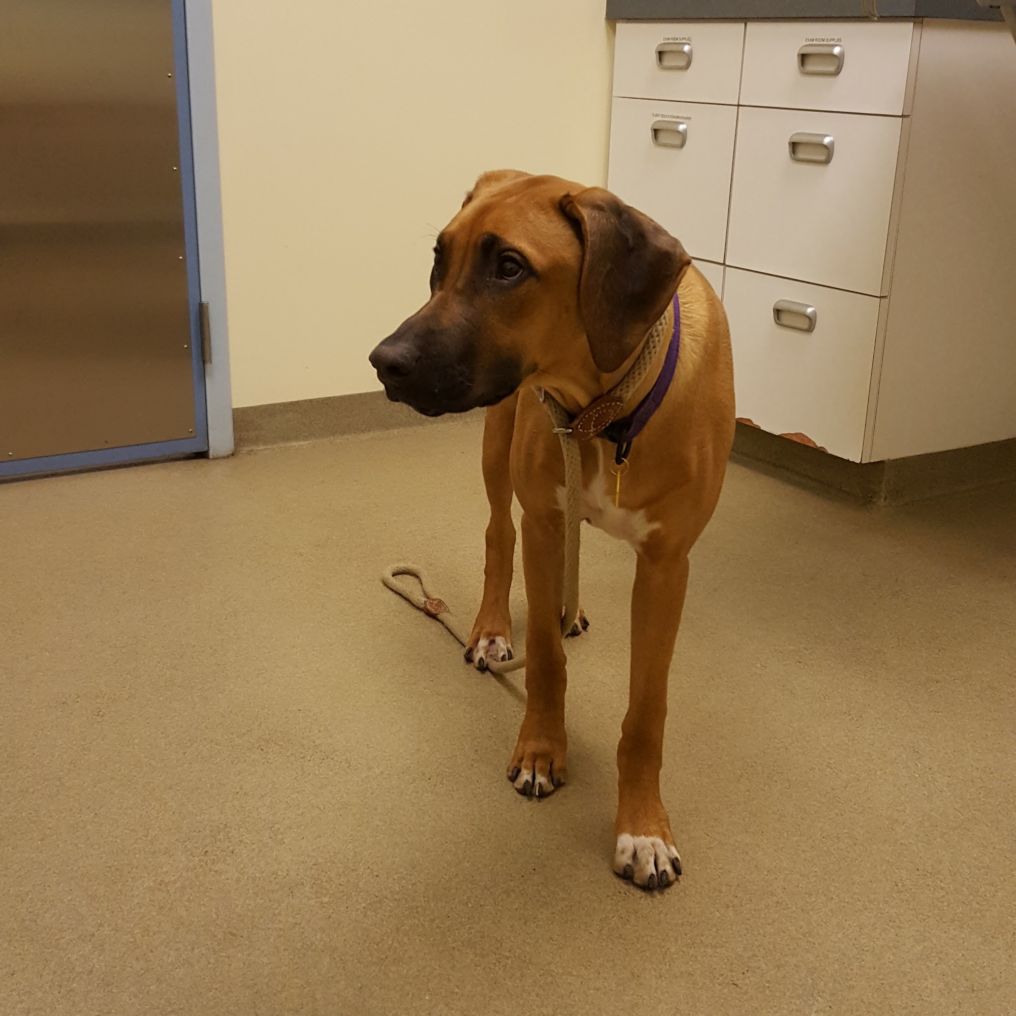 Manchester Animal Hospital Hooksett