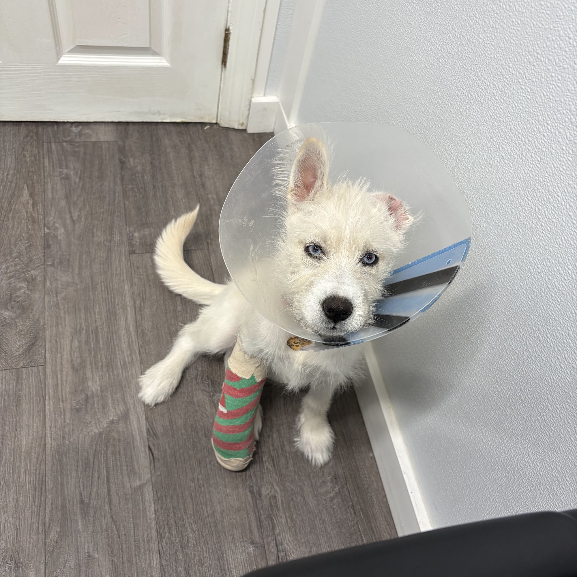 Northside Animal Hospital Hooksett