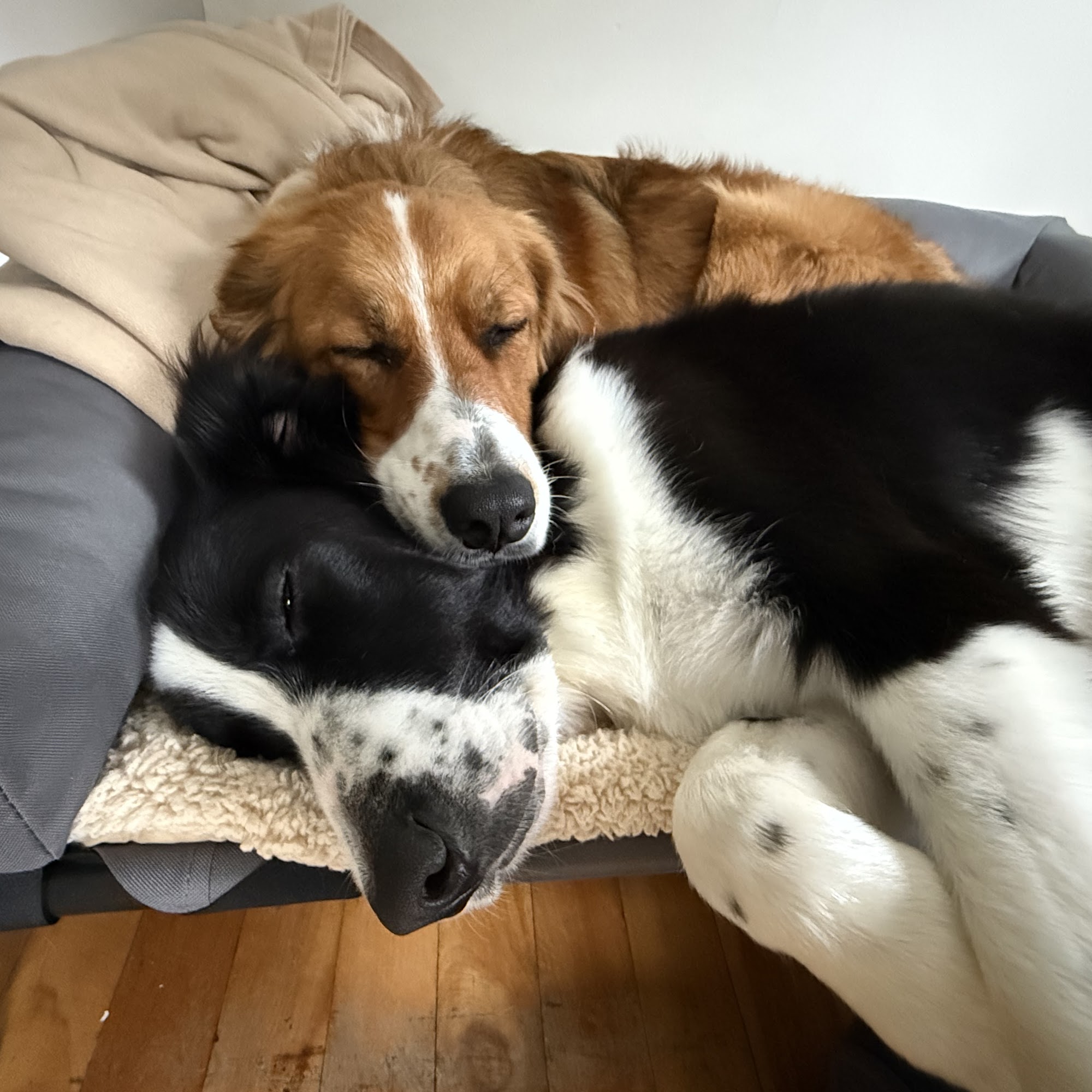 The Barking Dog – Hooksett Hooksett