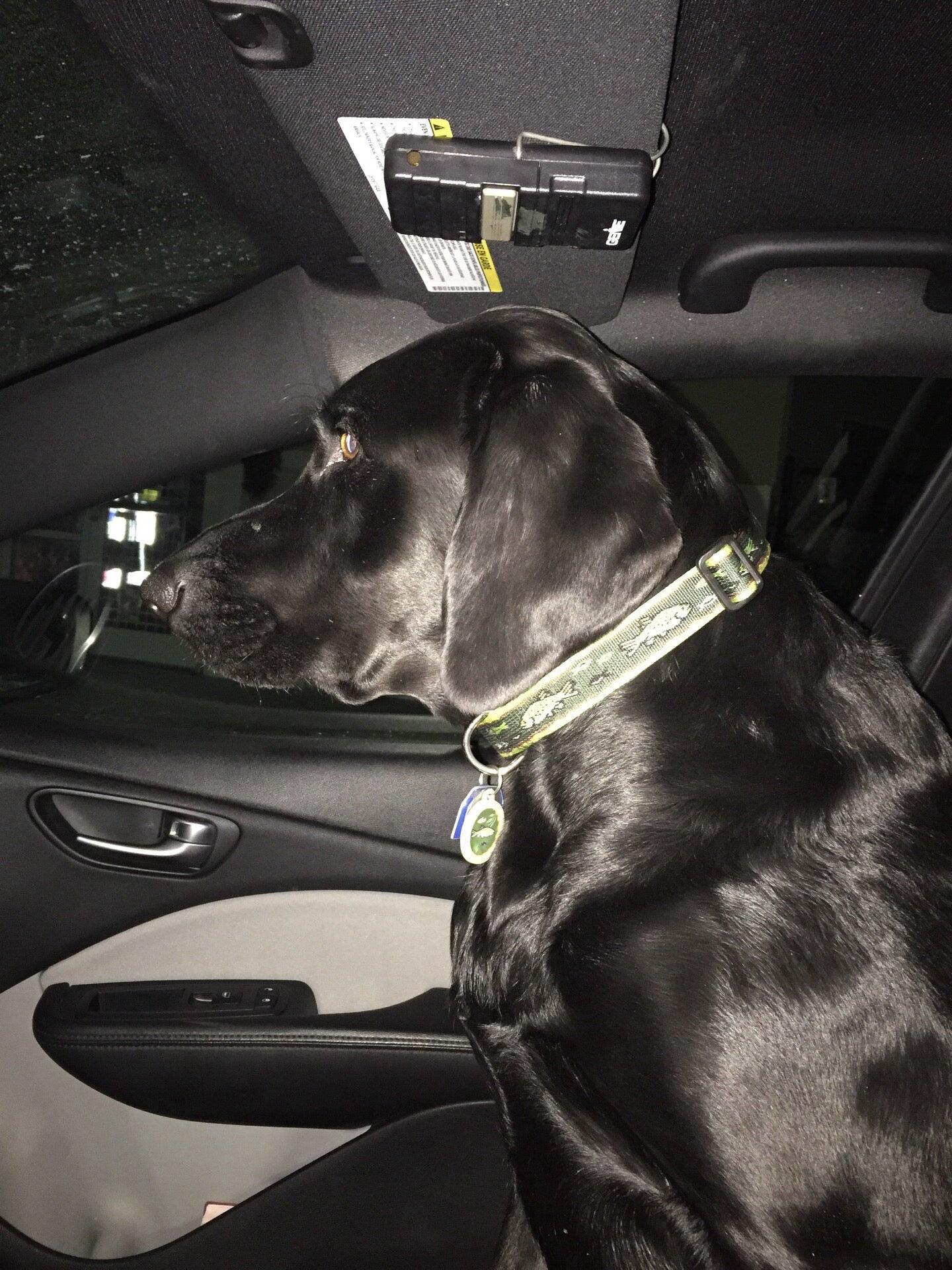 The Barking Dog – Hooksett Hooksett