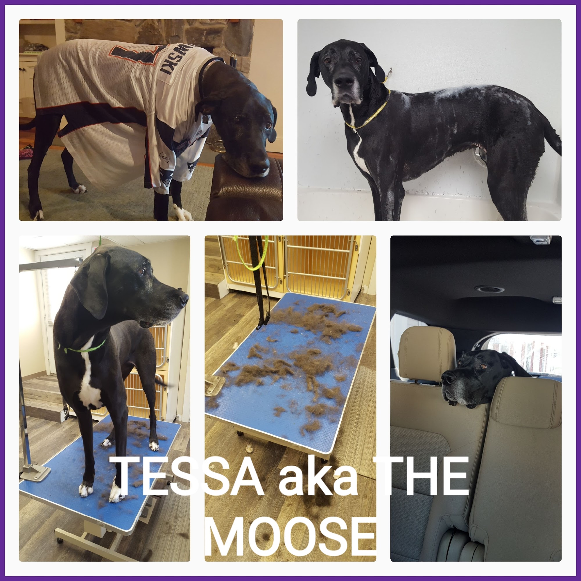 Paw Printz Dog Grooming by Morgan Hooksett