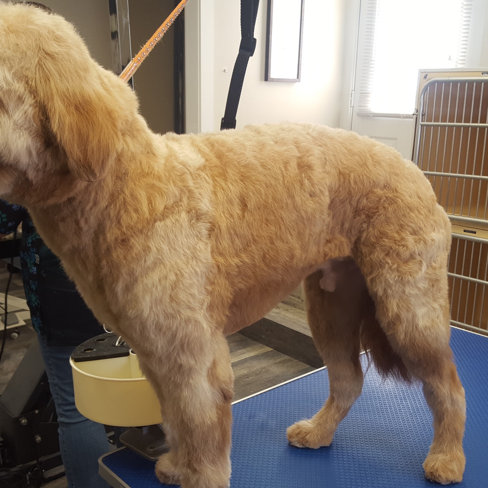 Paw Printz Dog Grooming by Morgan Hooksett