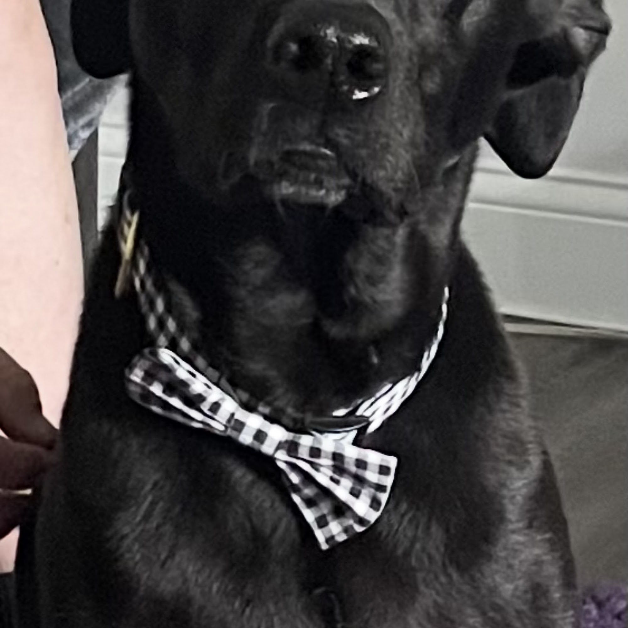 Lowell Road Veterinary Center Hudson