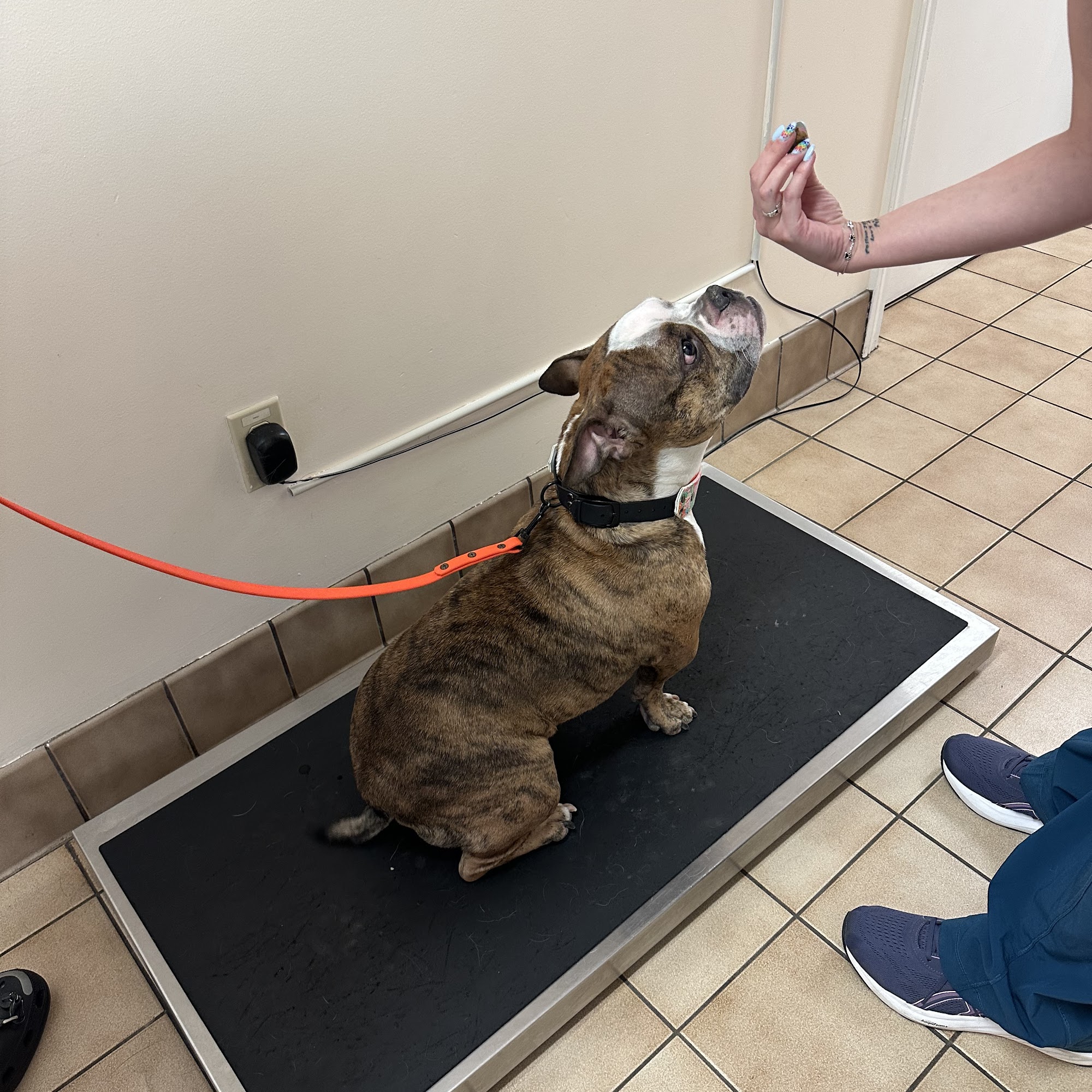 Countryside Animal Hospital Hudson