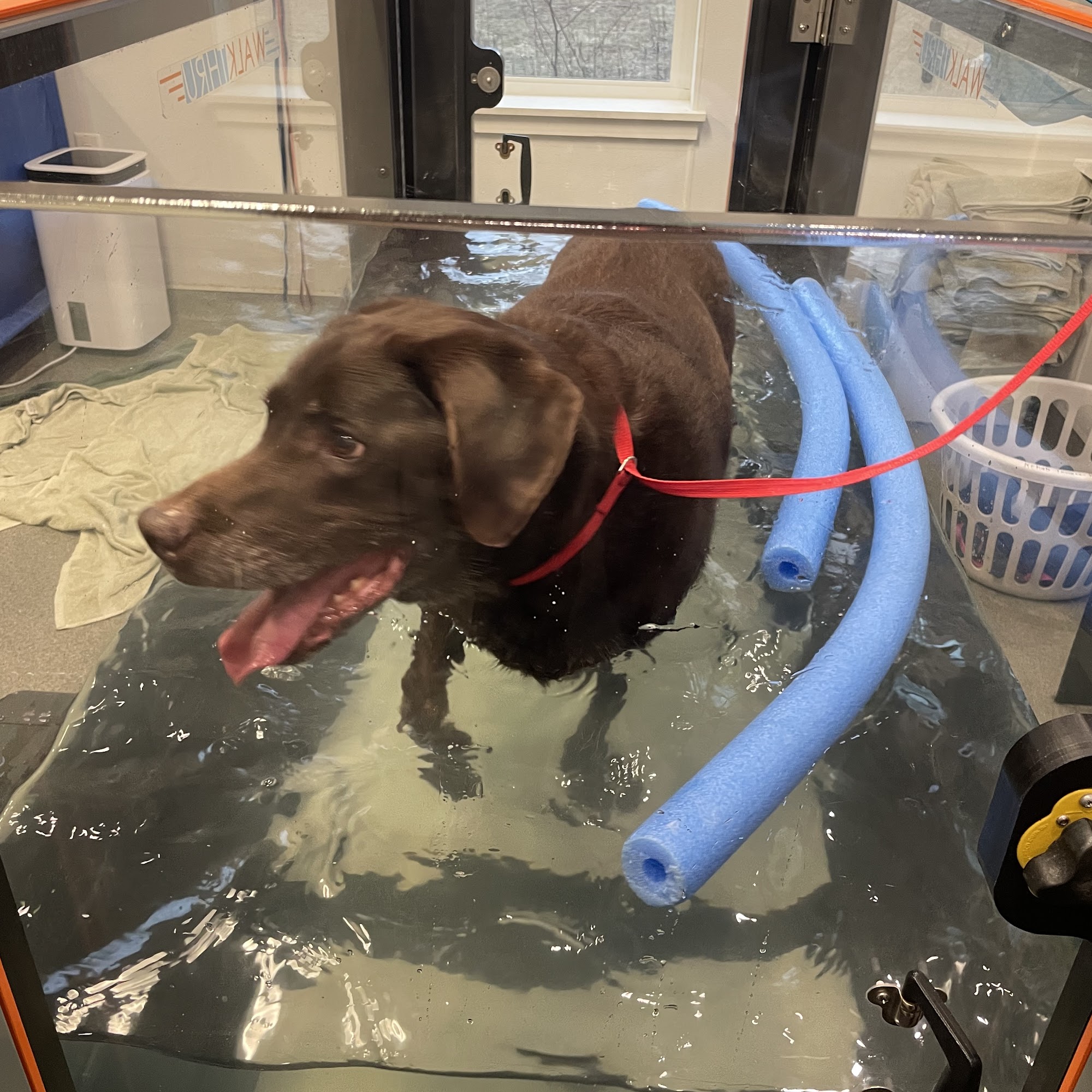 NH Pet Physical Rehabilitation Center Hudson