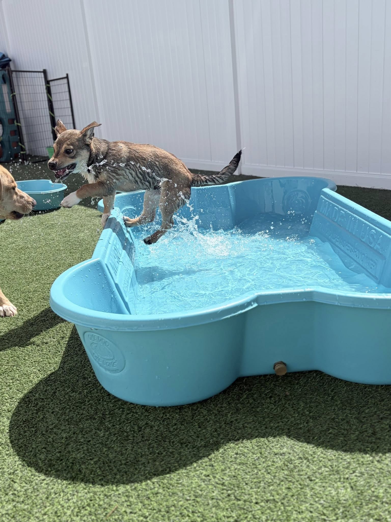 Dewey & Friends Day Care and Boarding Hudson