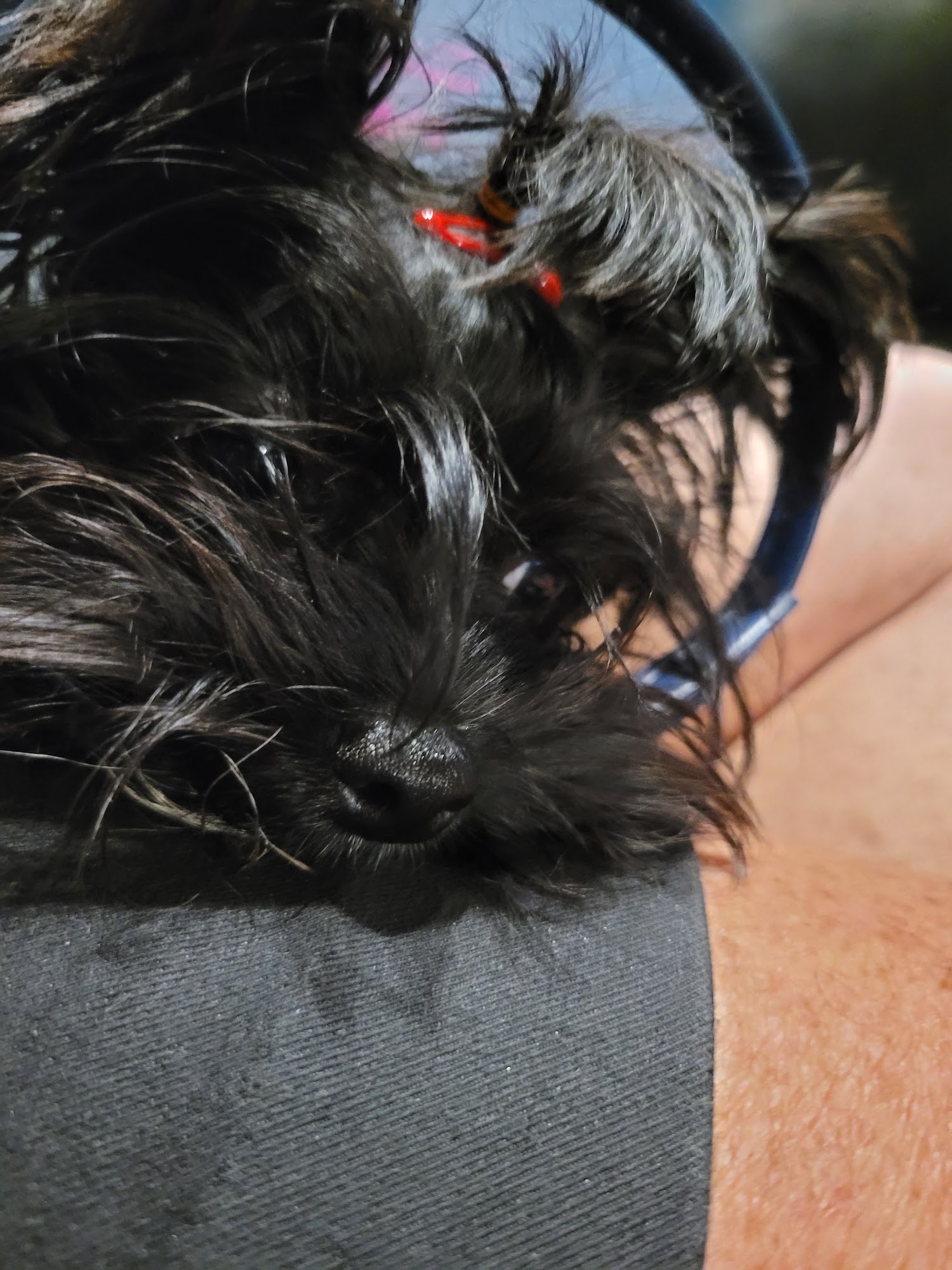 Court Street Veterinary Hospital Keene