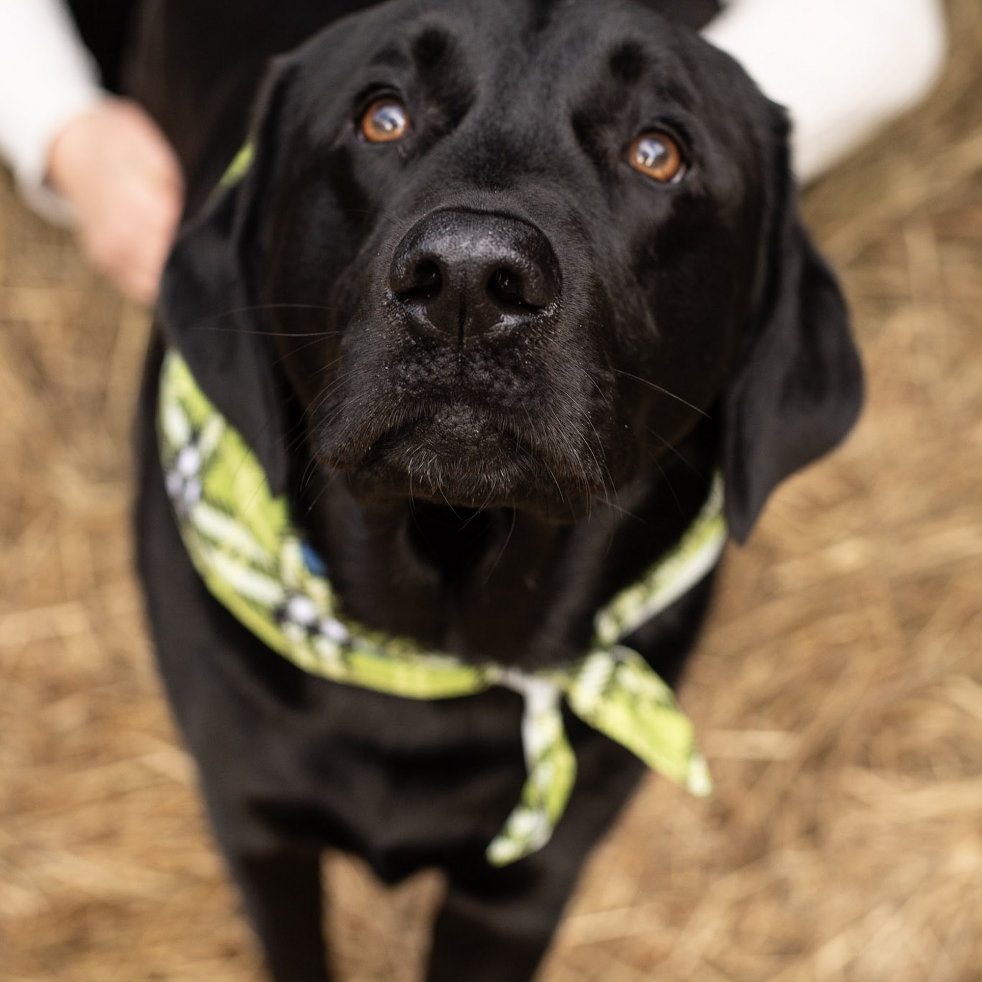 Park Place Veterinary Hospital Keene