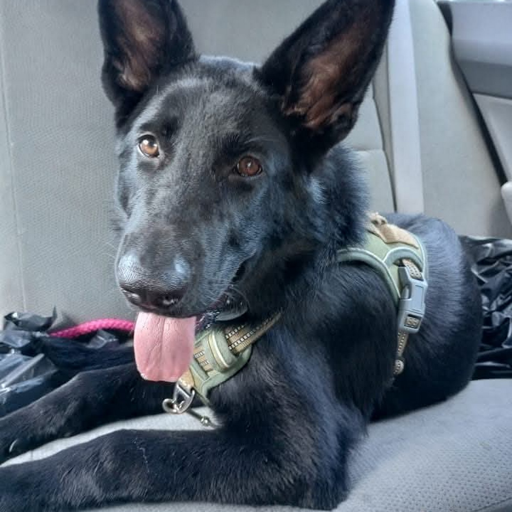 Cheshire Animal Hospital Keene