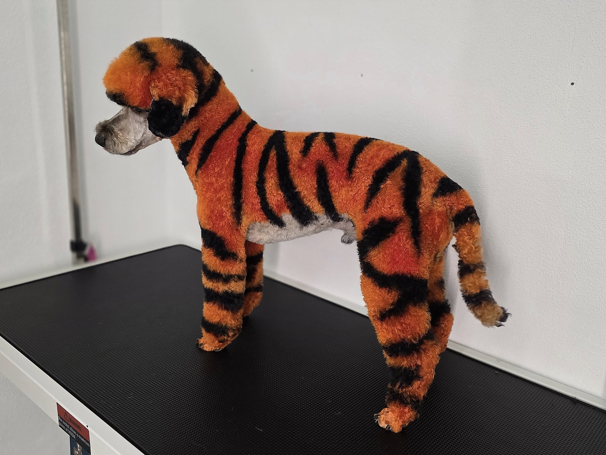 Dog Gone Beautiful Pet Styling Keene