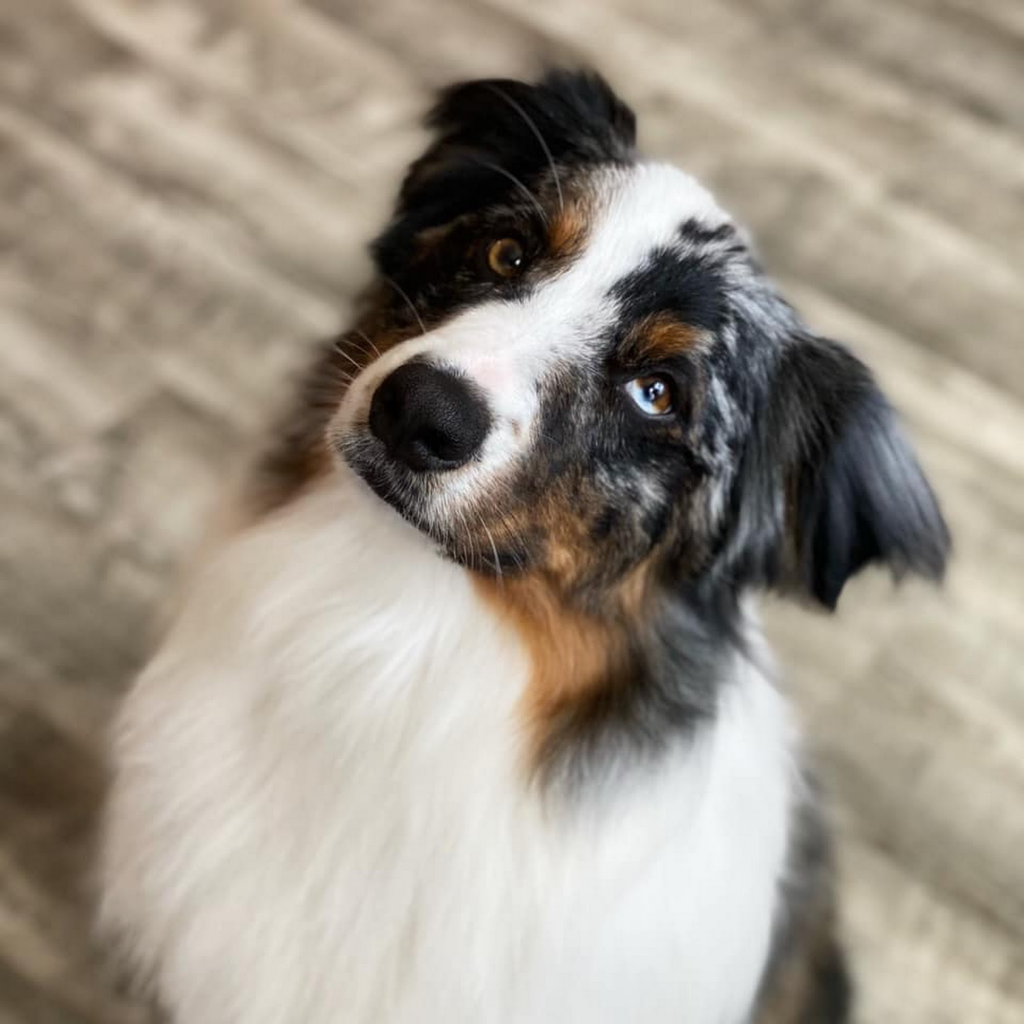 Southern NH Pet Grooming Kingston