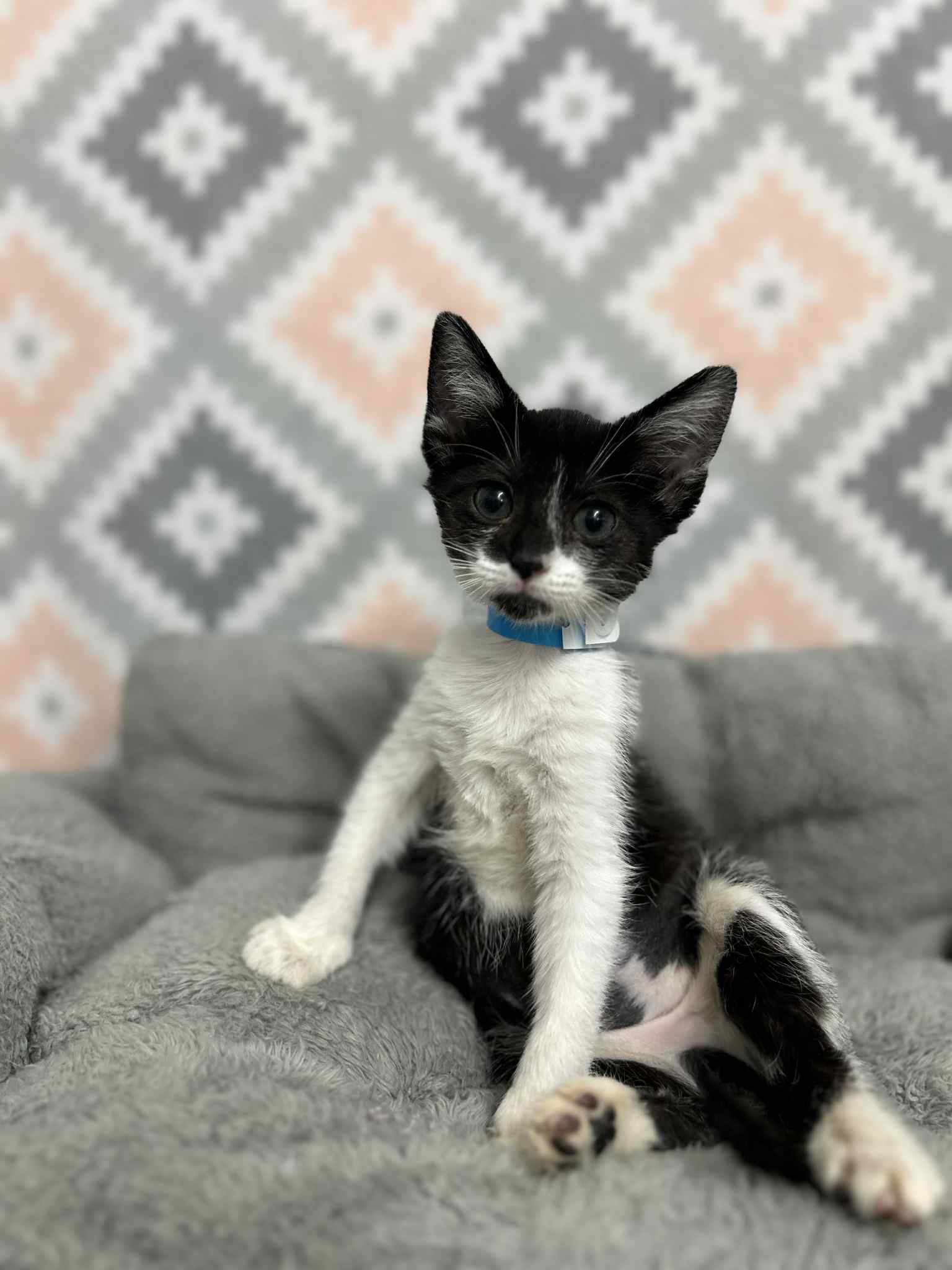 Mitchell Animal Hospital, PLLC Kingston