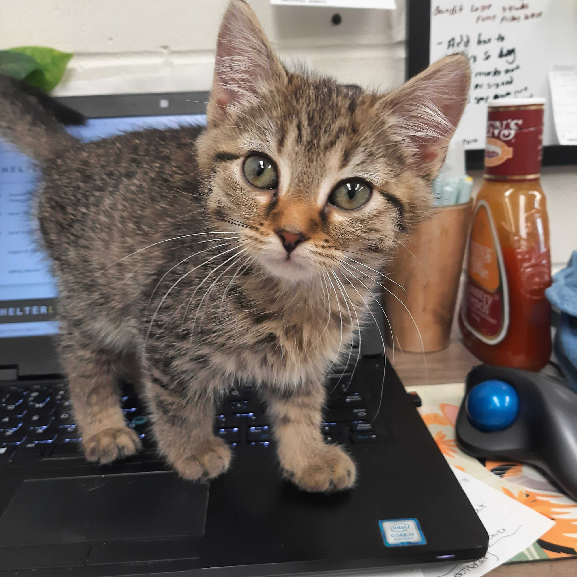 New Hampshire Humane Society Laconia