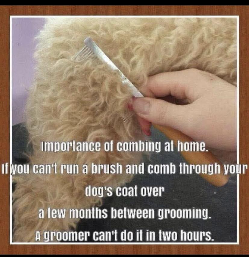 Barks ‘N Bubbles Laconia