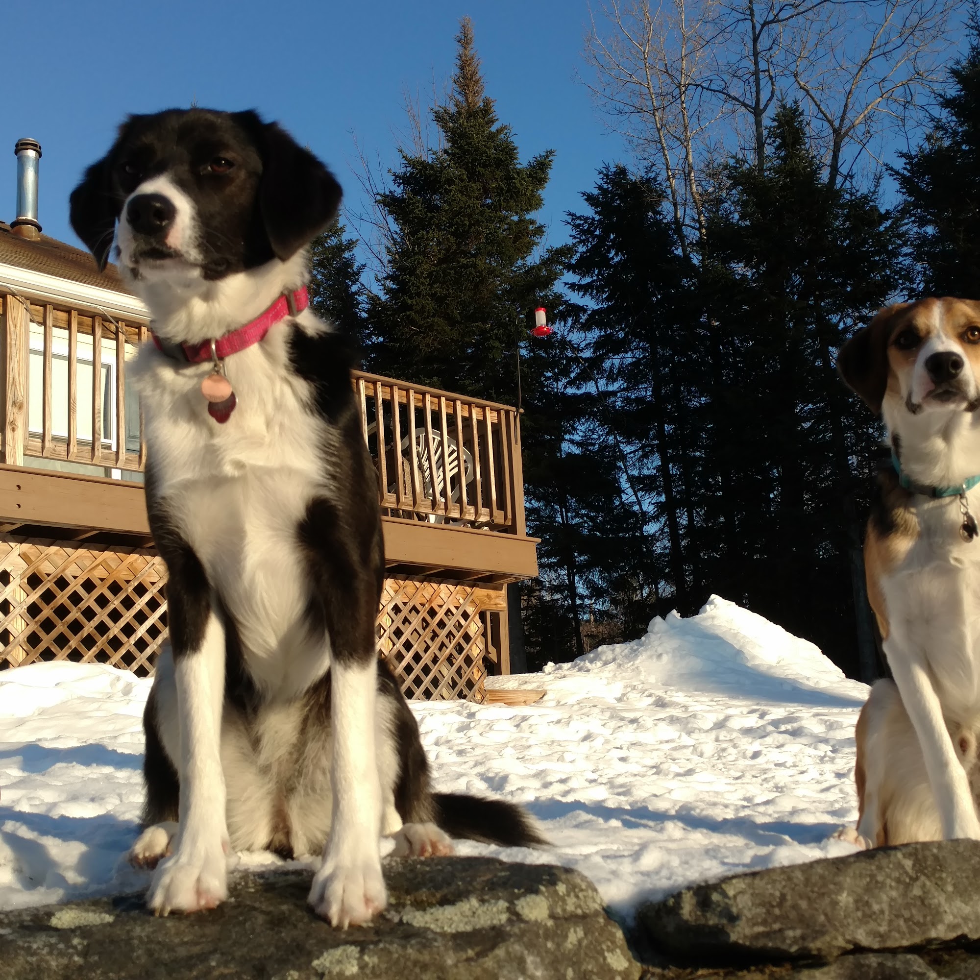 Lancaster Veterinary Hospital Lancaster