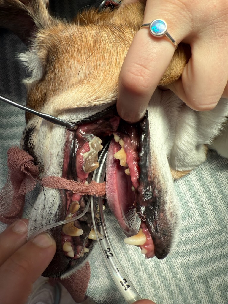 Woodlands Veterinary Lancaster