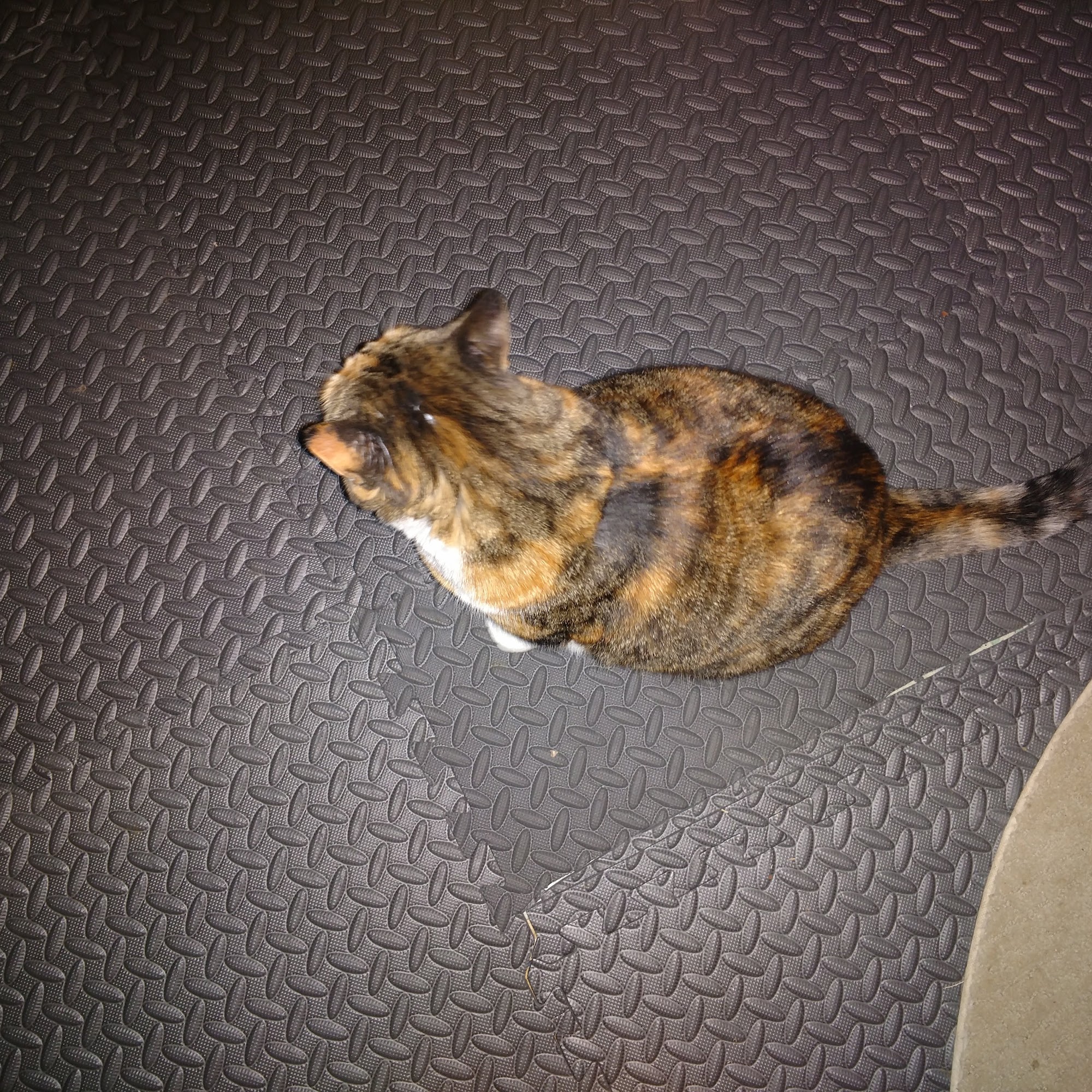 Woodlands Veterinary Lancaster