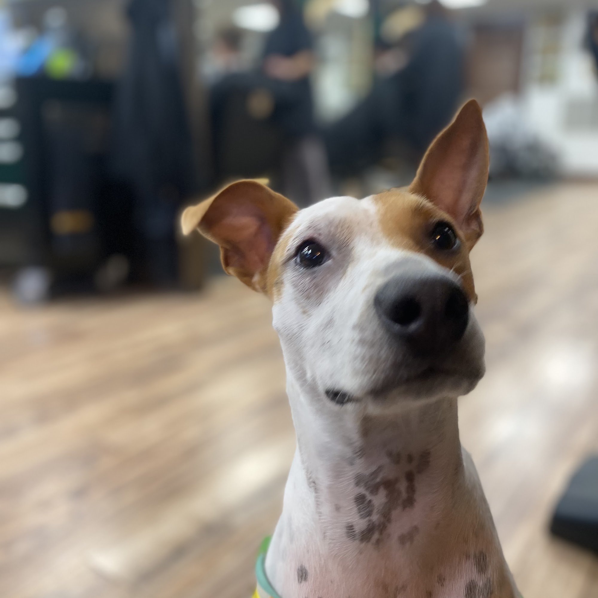 Hanover Veterinary Clinic Lebanon