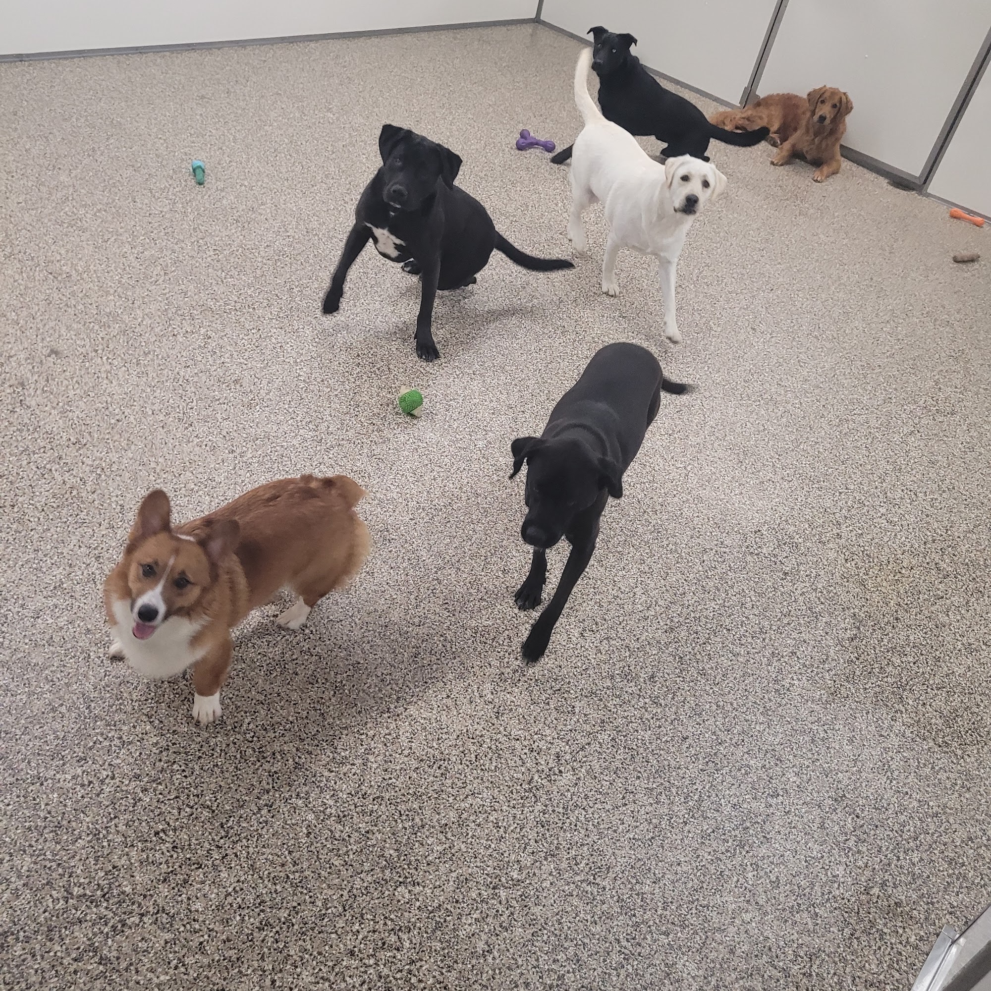 Animal Medical Center of the Upper Valley Lebanon