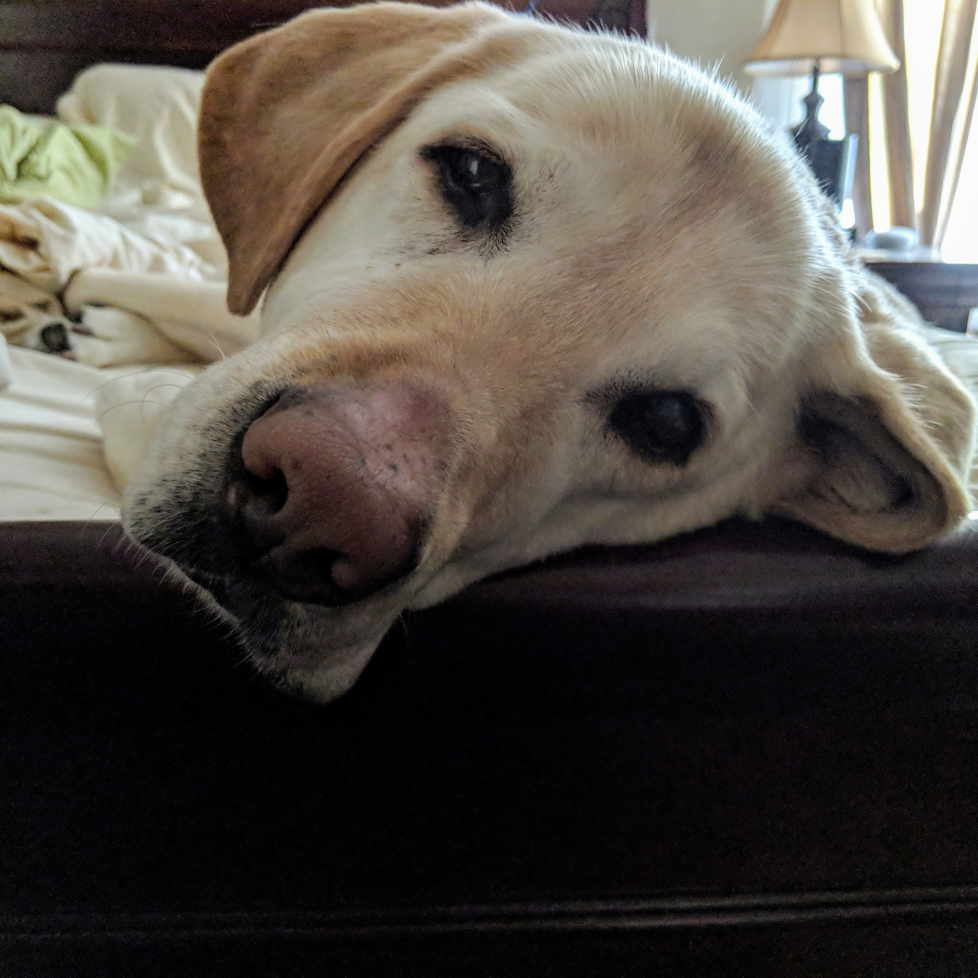 Arbor Veterinary Services, A Thrive Pet Healthcare Partner Lee