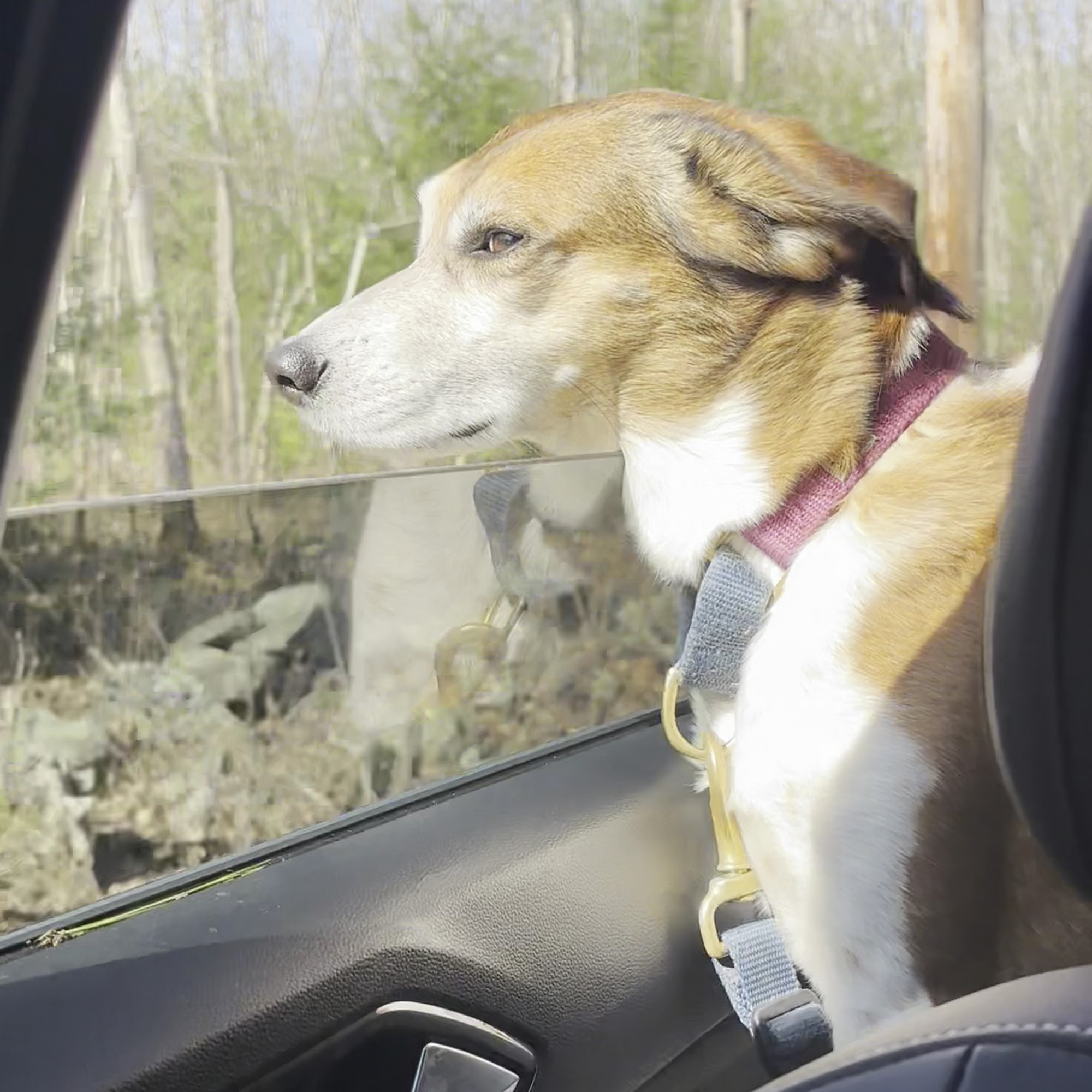 Oyster River Veterinary Hospital Lee