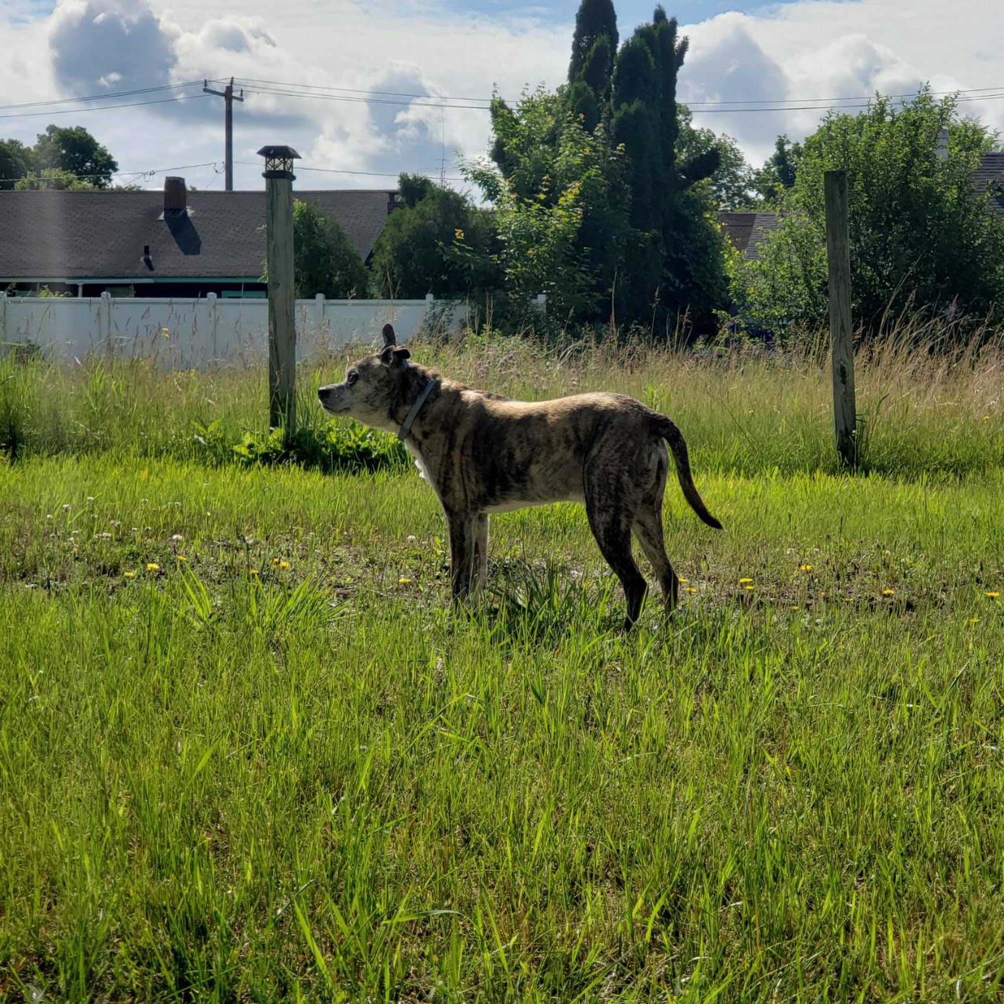 Pet Passages-Dover, NH | Dignified Pet Cremation Lee
