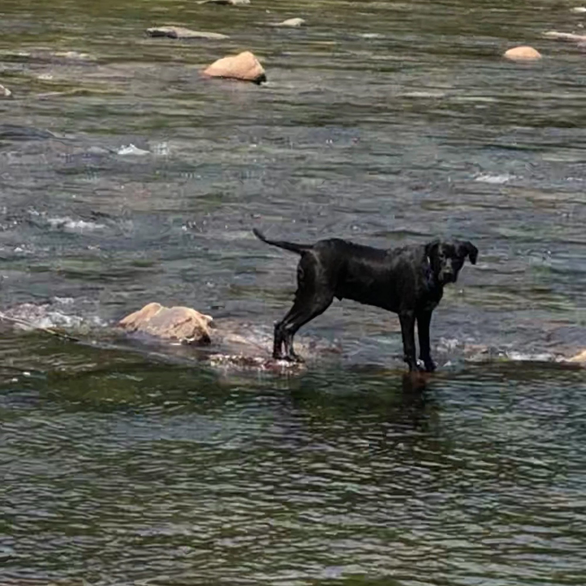 Littleton Area Veterinary Urgent Care Littleton