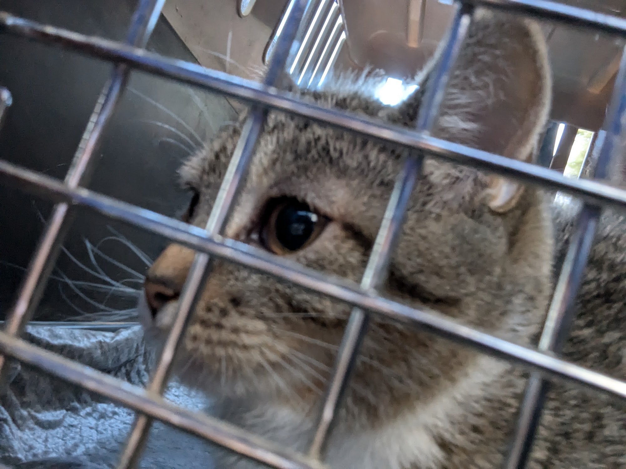 Second Chance Animal Rescue Littleton