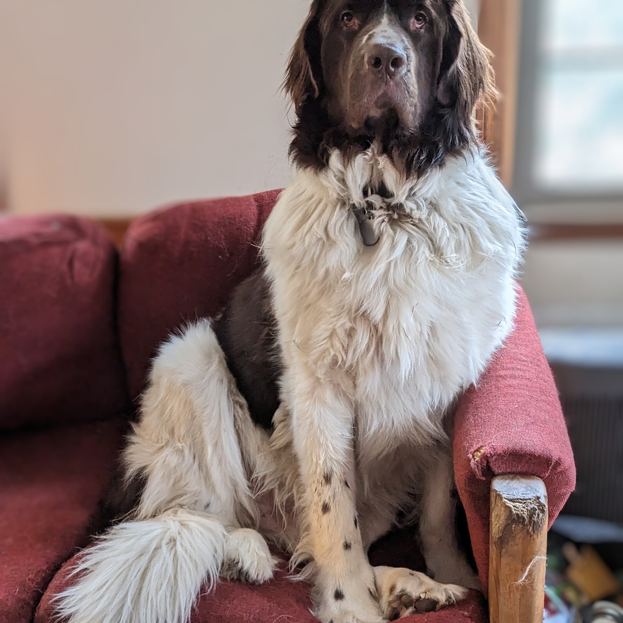 Londonderry Animal Clinic Londonderry