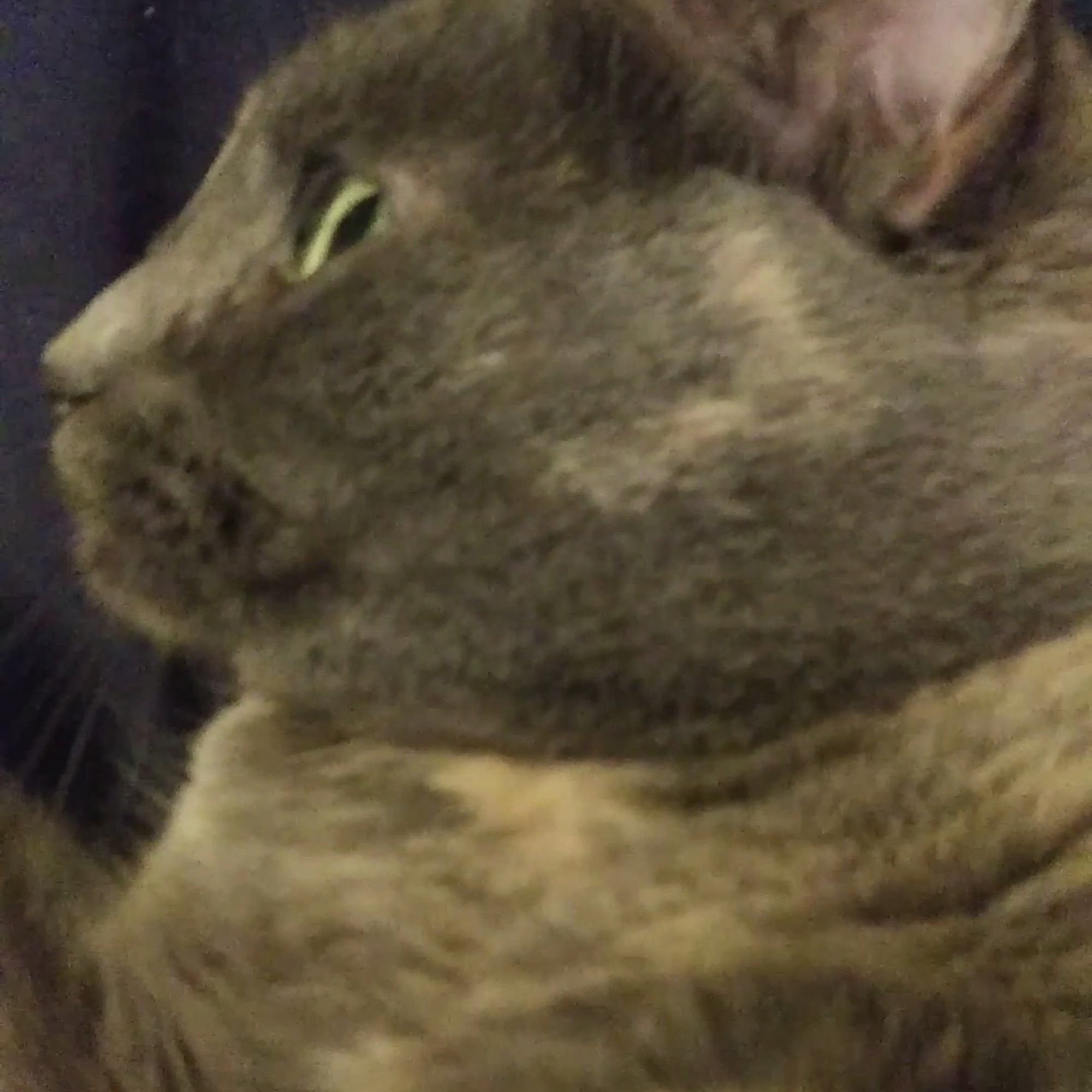 Best Friends Animal Hospital Manchester