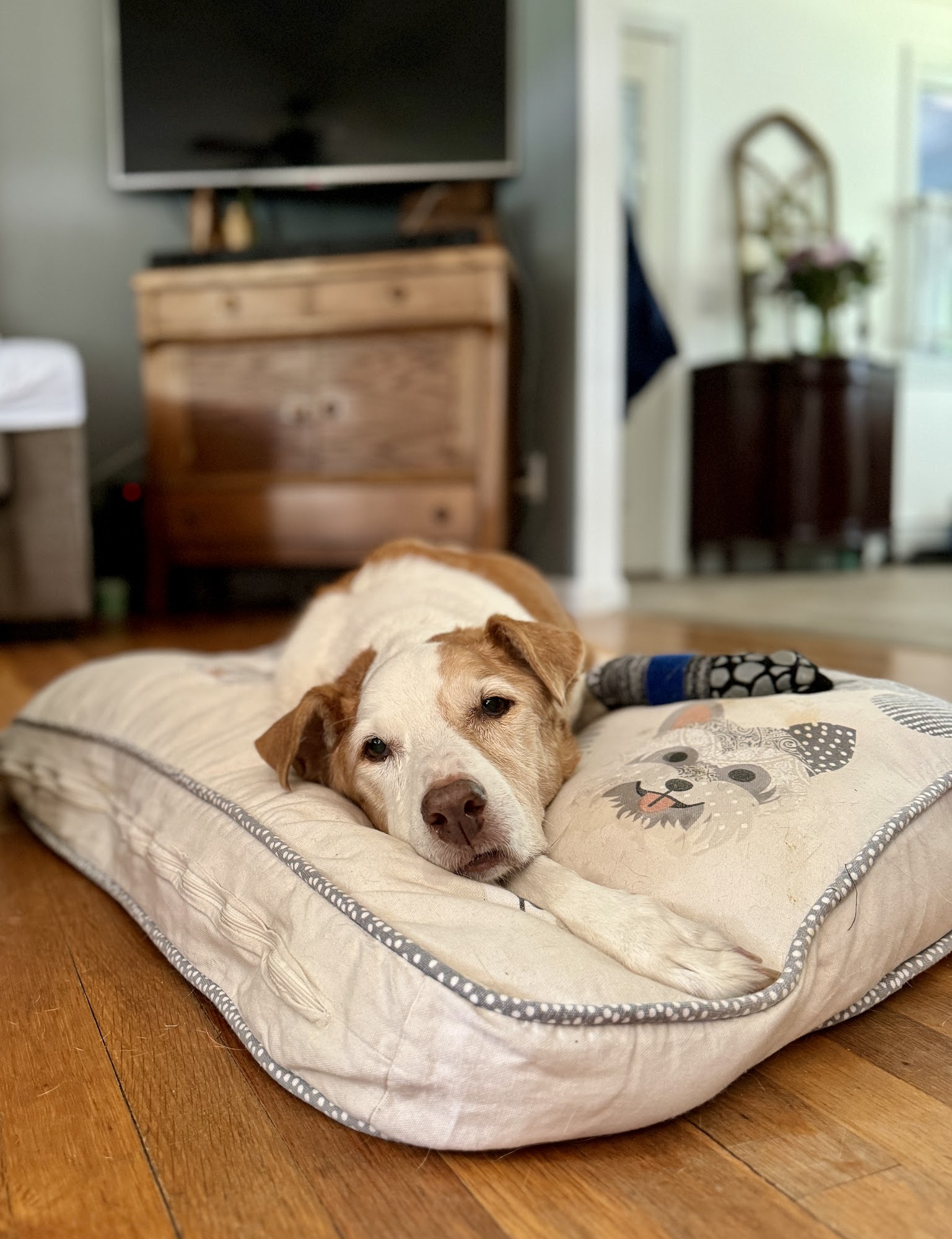 Veterinary Emergency Center of Manchester Manchester