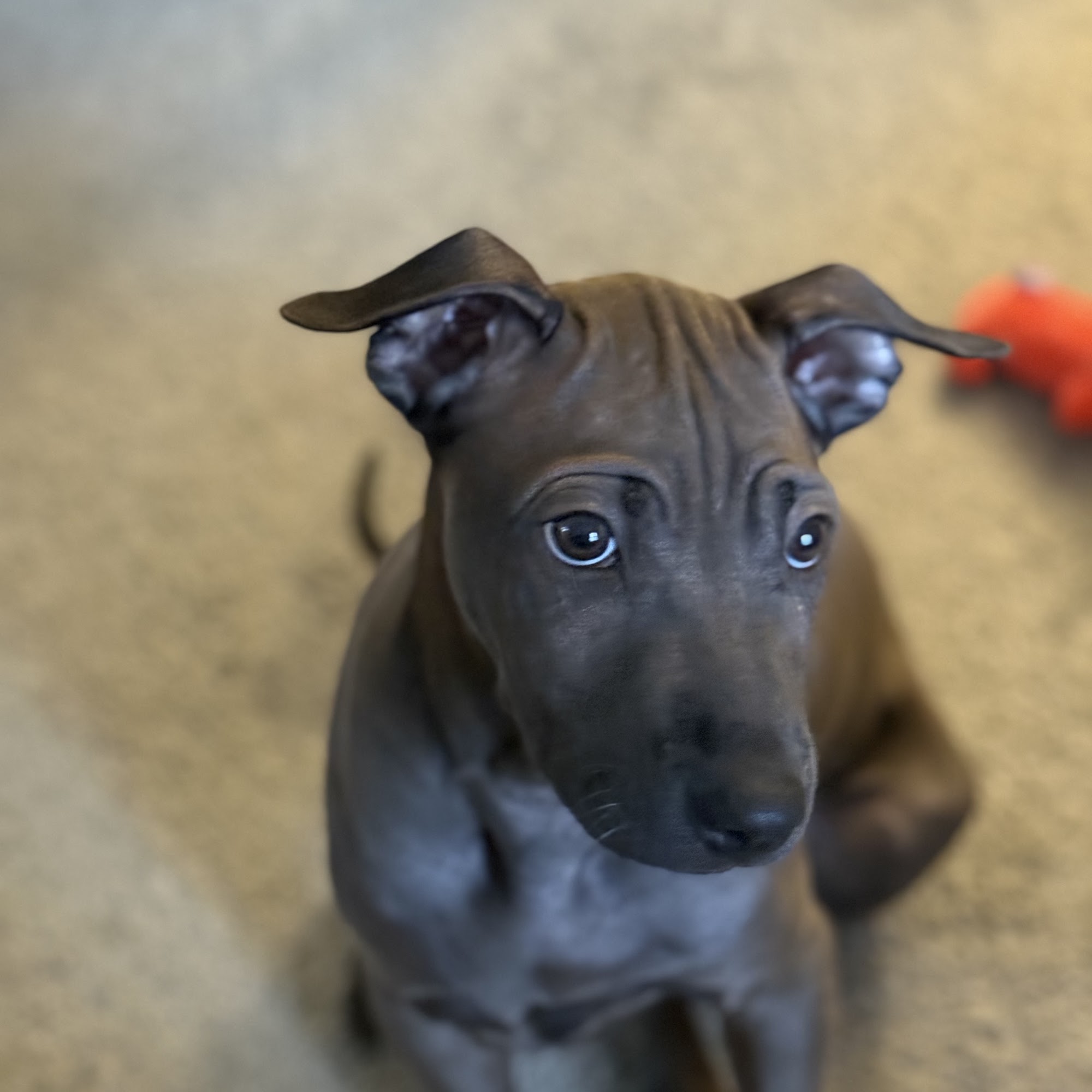 Lockridge Animal Hospital Manchester