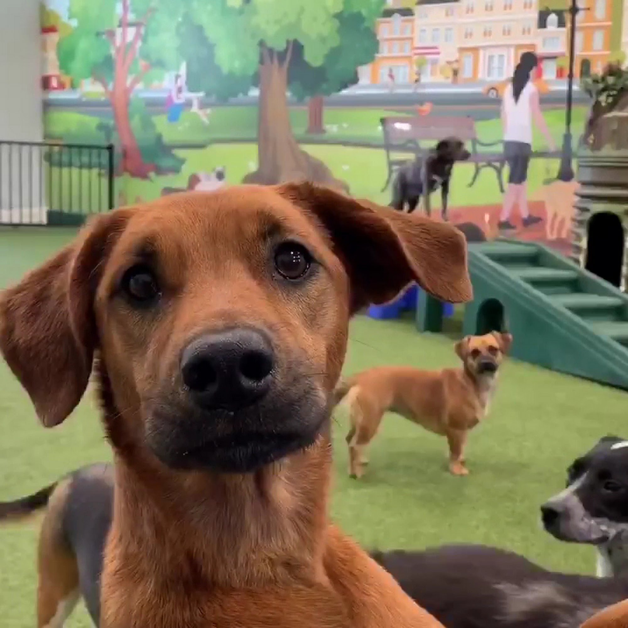 Bark City Doggy Daycare Manchester