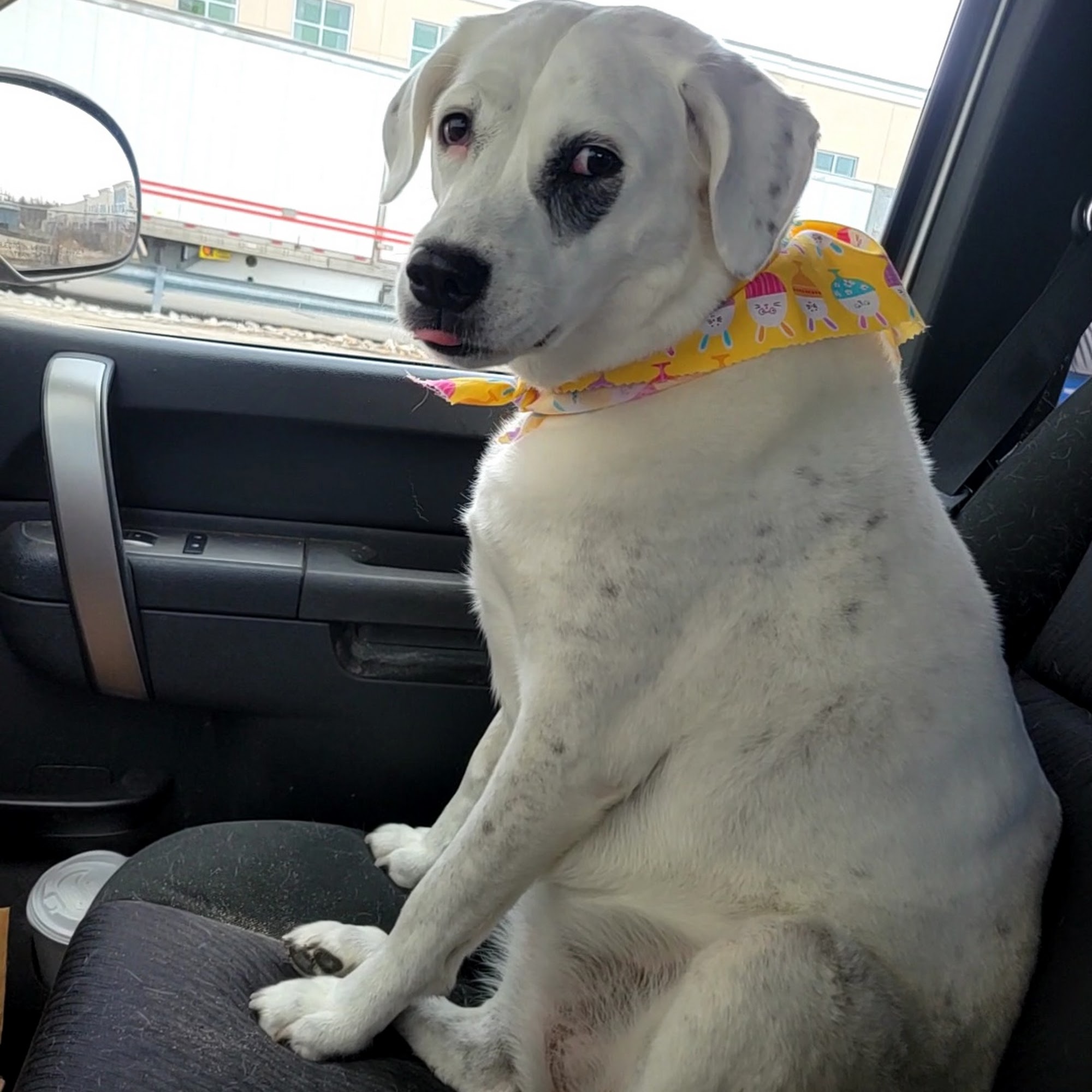 Tails Above the Rest Manchester