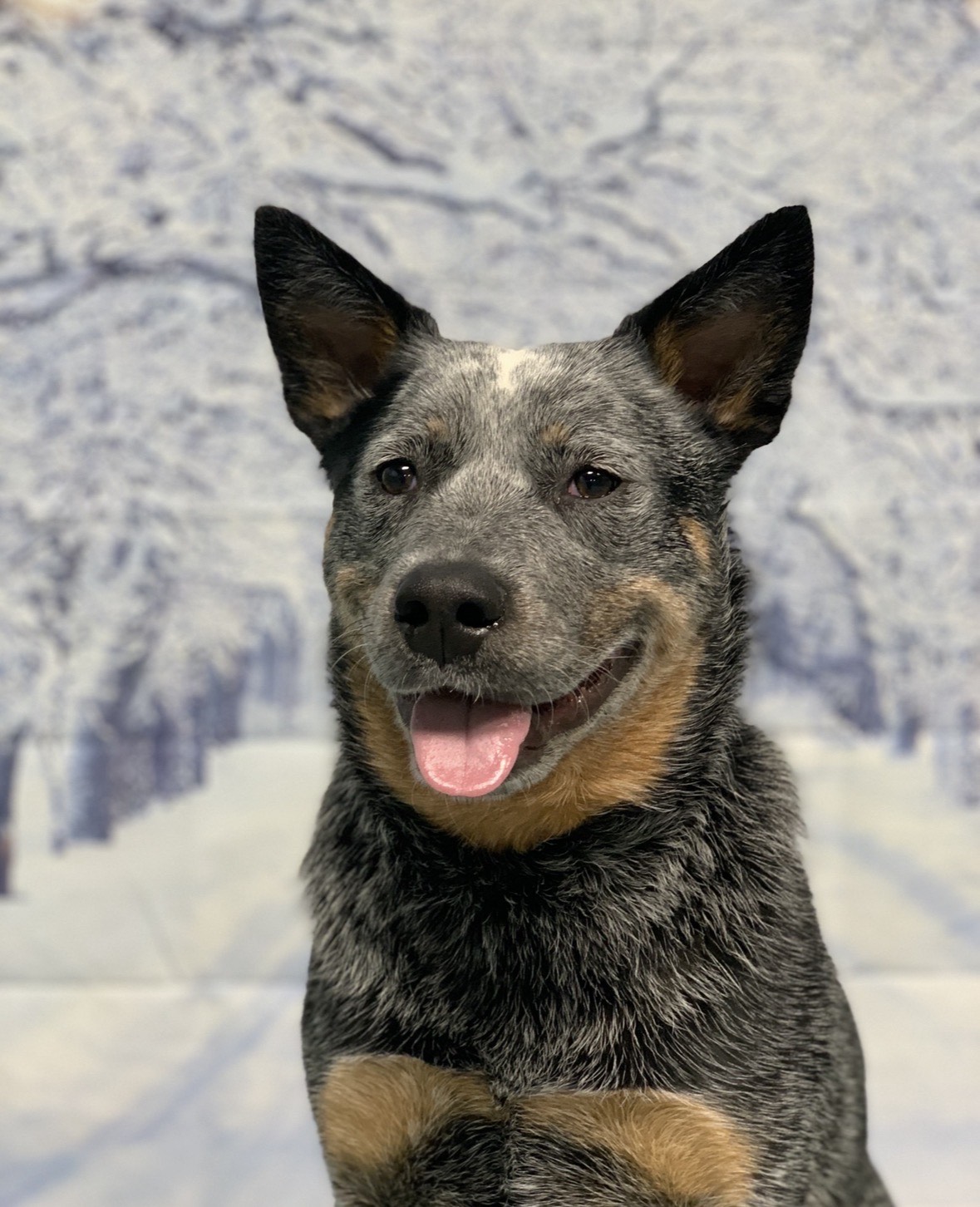 The Dog Club Manchester