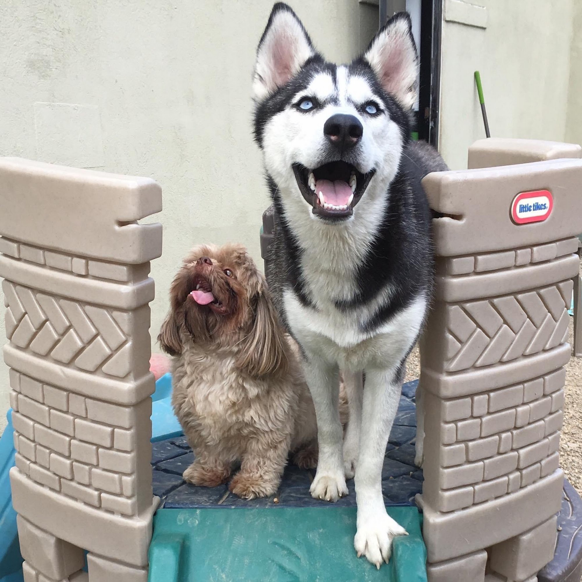 Downtown Canine Manchester