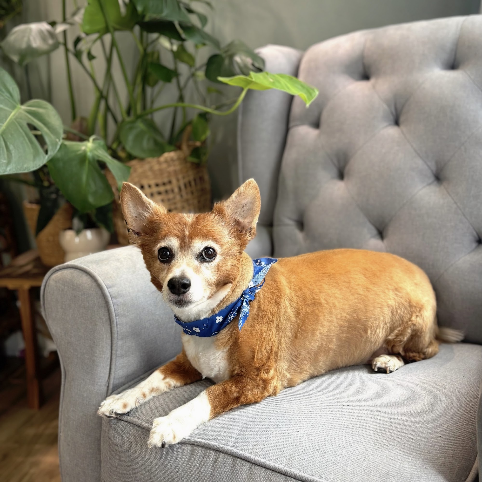 Claws-N-Paws Manchester