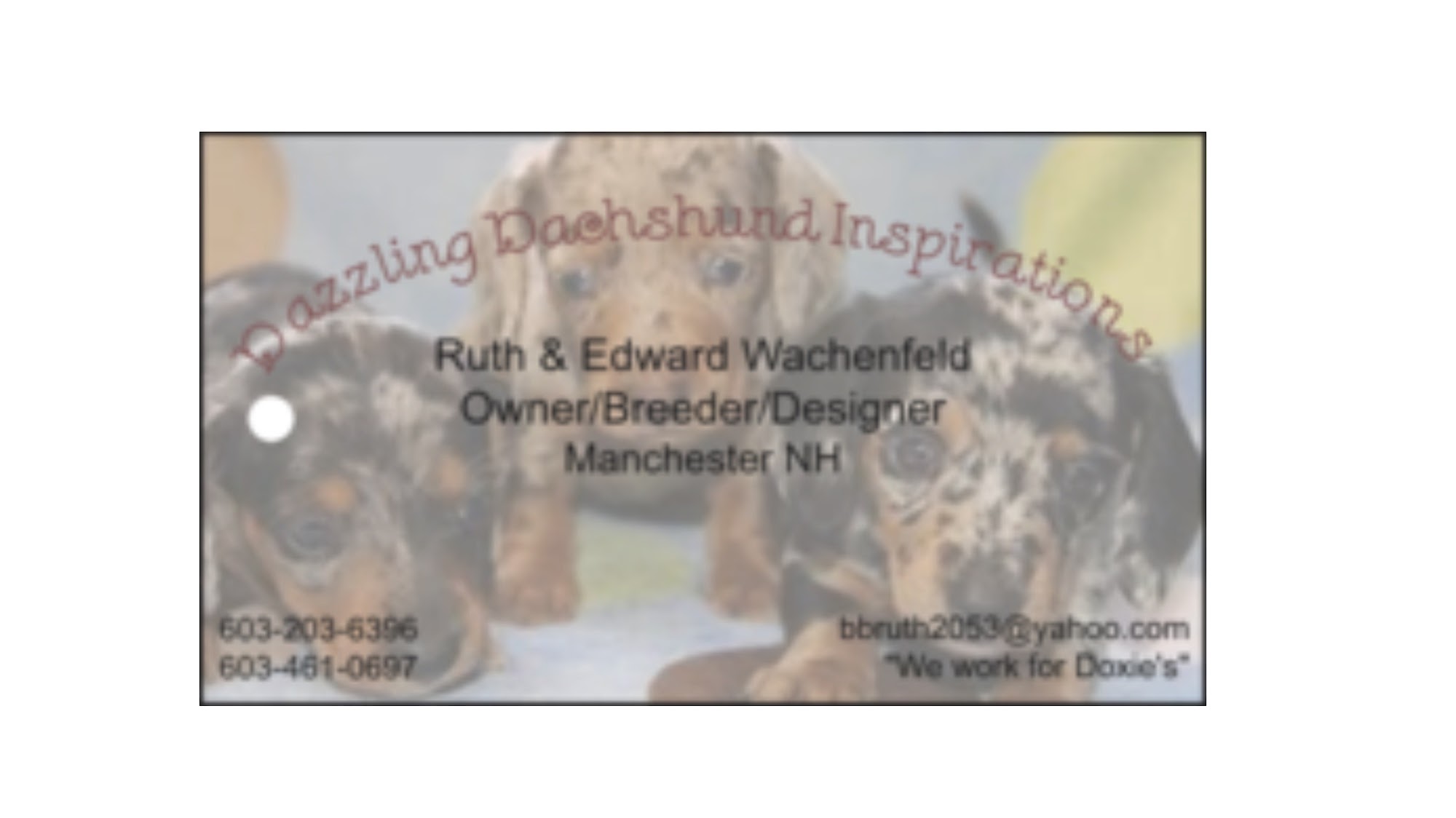 Dazzling Dachshund Inspirations Manchester