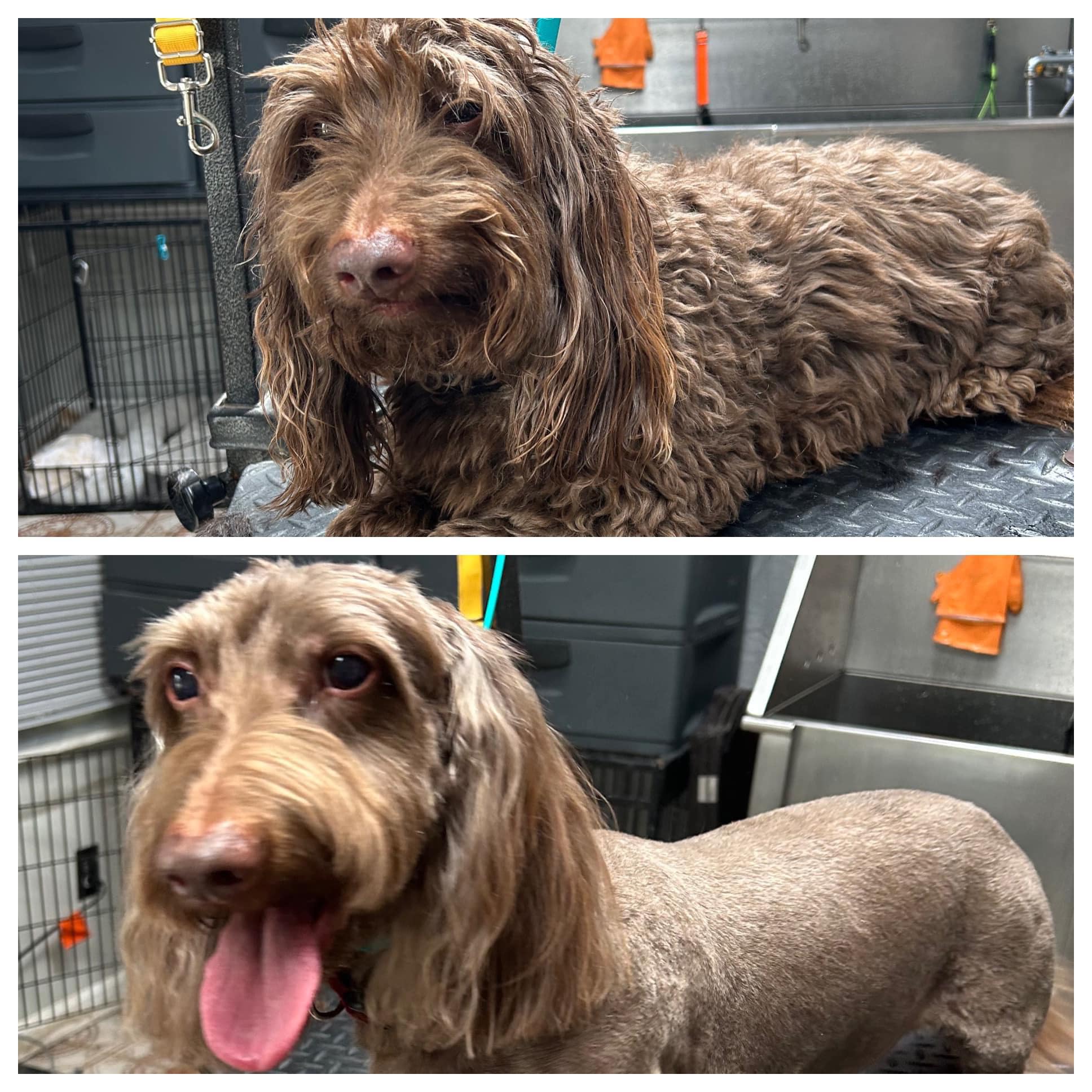Dirty Dogs with Muddy Paws Grooming Manchester